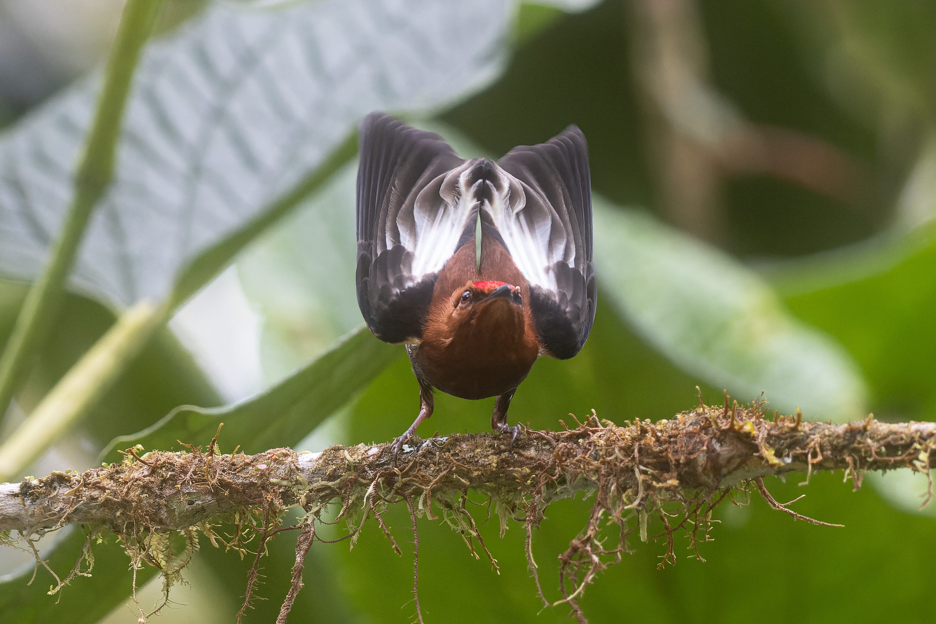 Geflügelter Mannakin