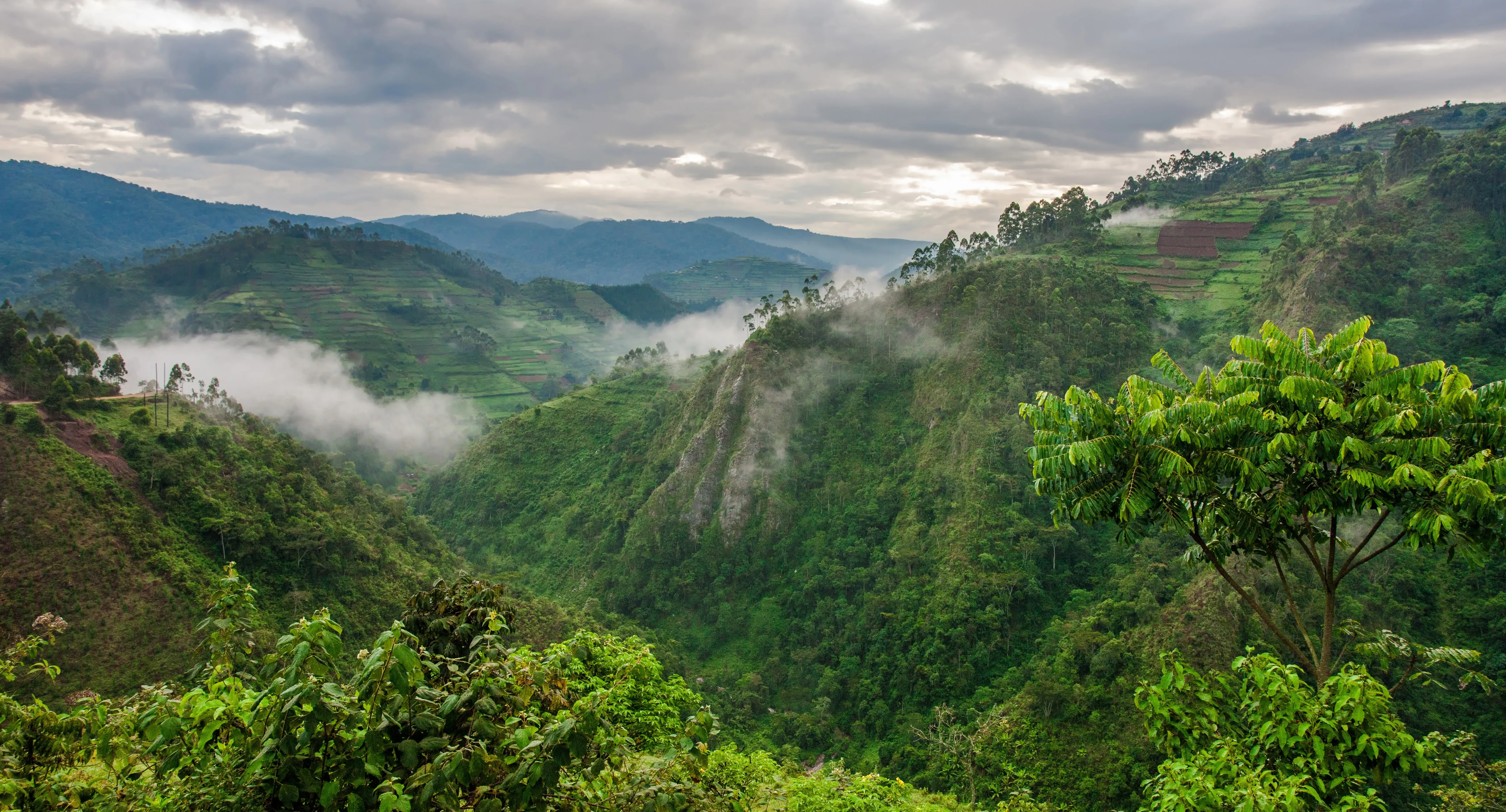 bwindi impenetrable forest