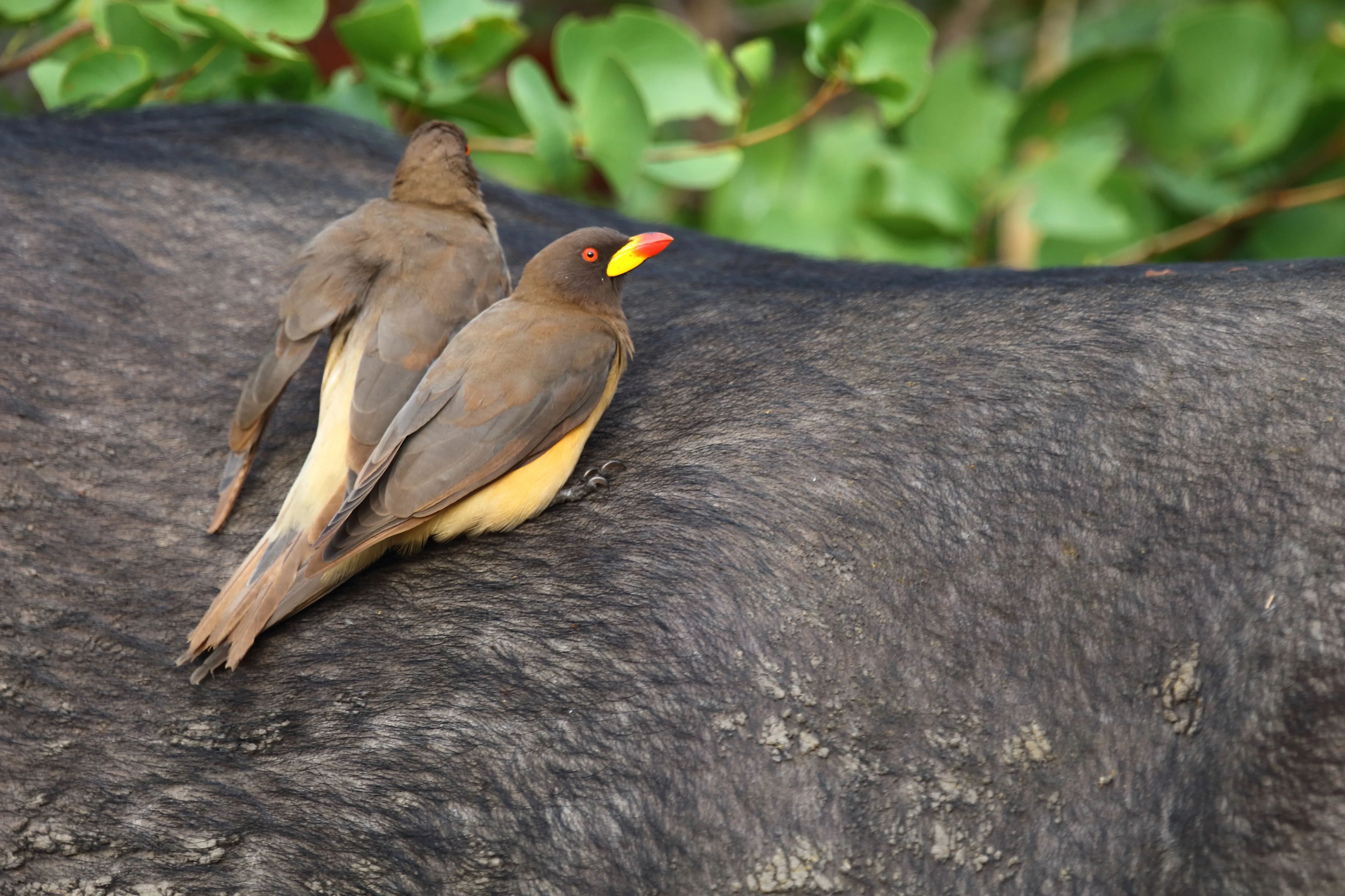 Ox pecker