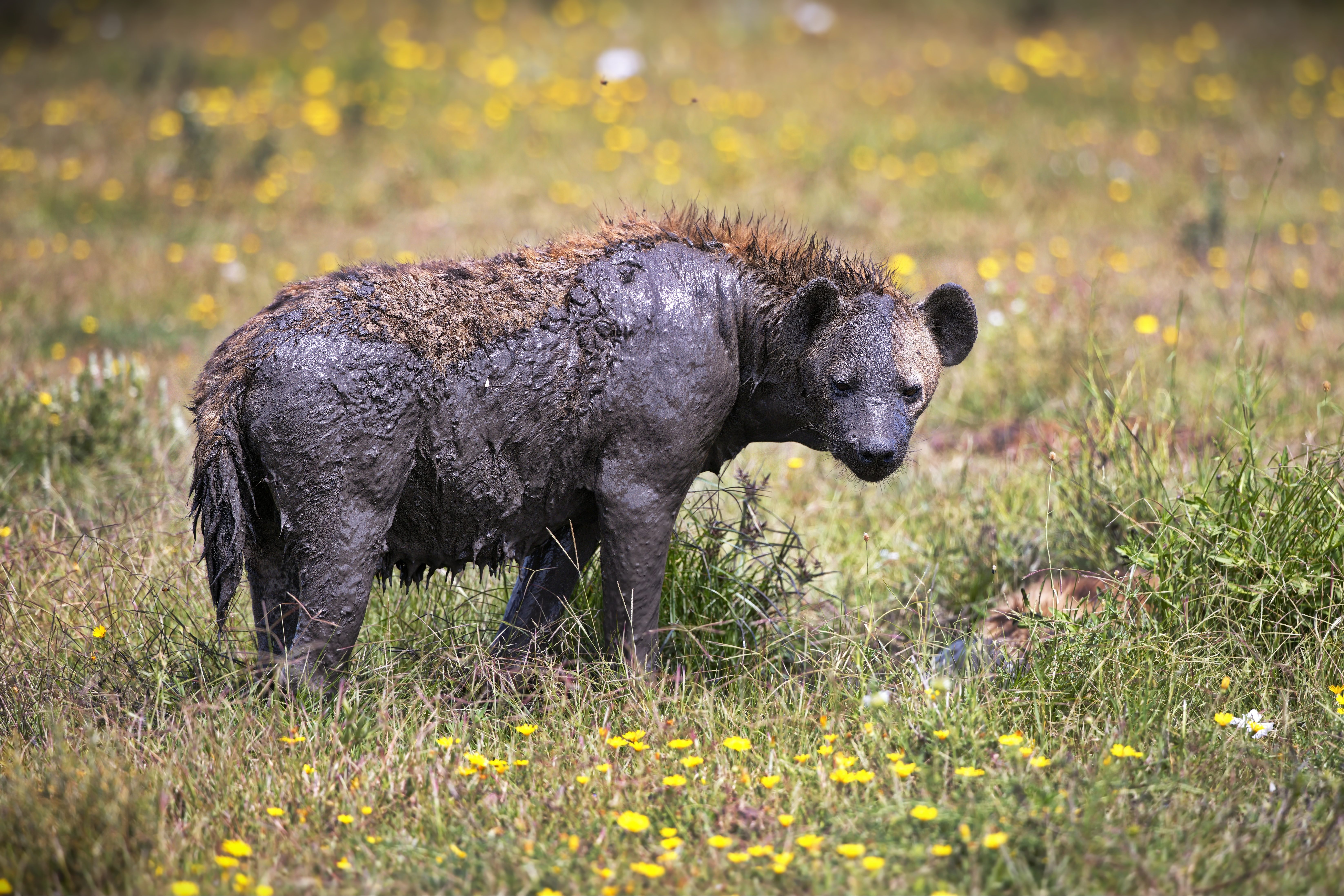 Hyena wallowing in mud