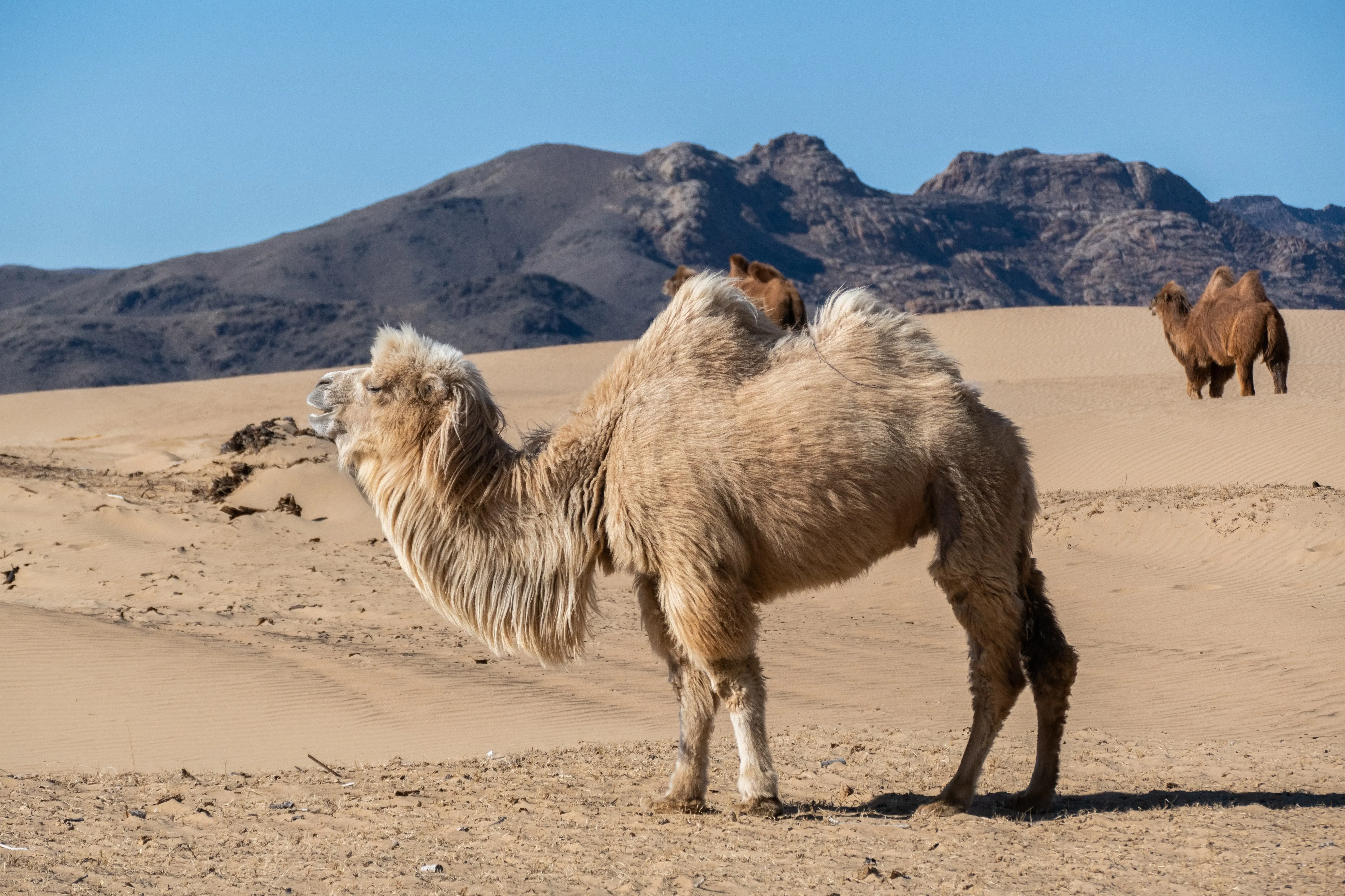 bactrian camel in mongolia