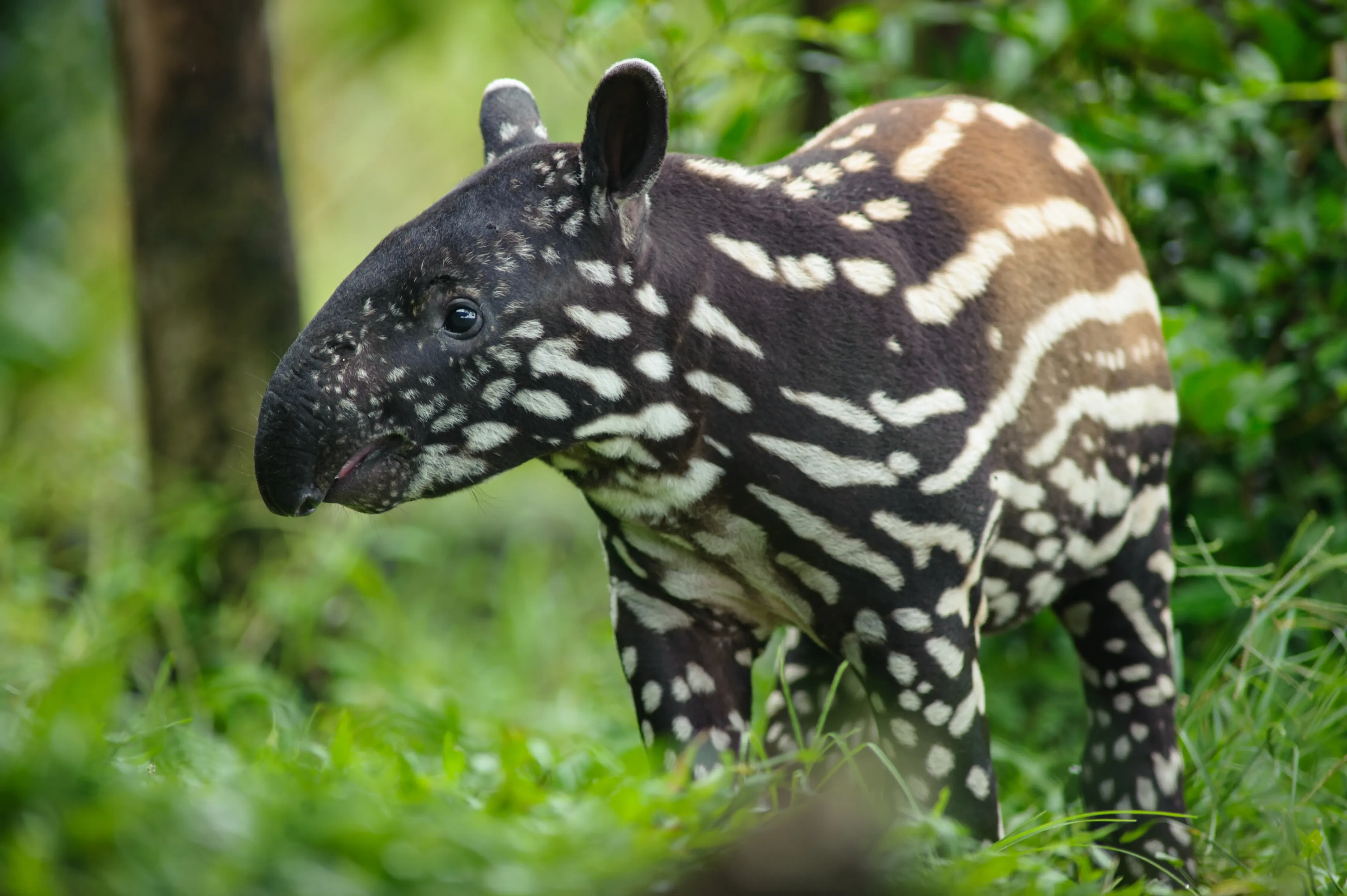 Tapir