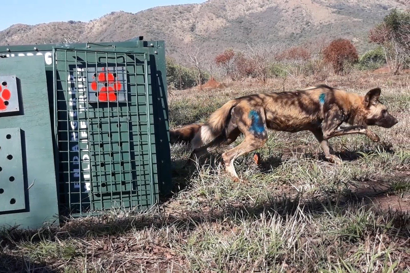 Anti-poaching dog tracker unit