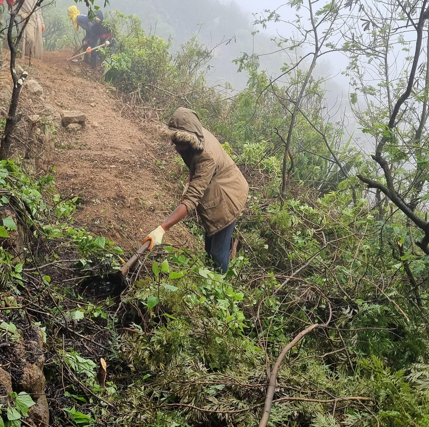 Staff member clearing forest debris