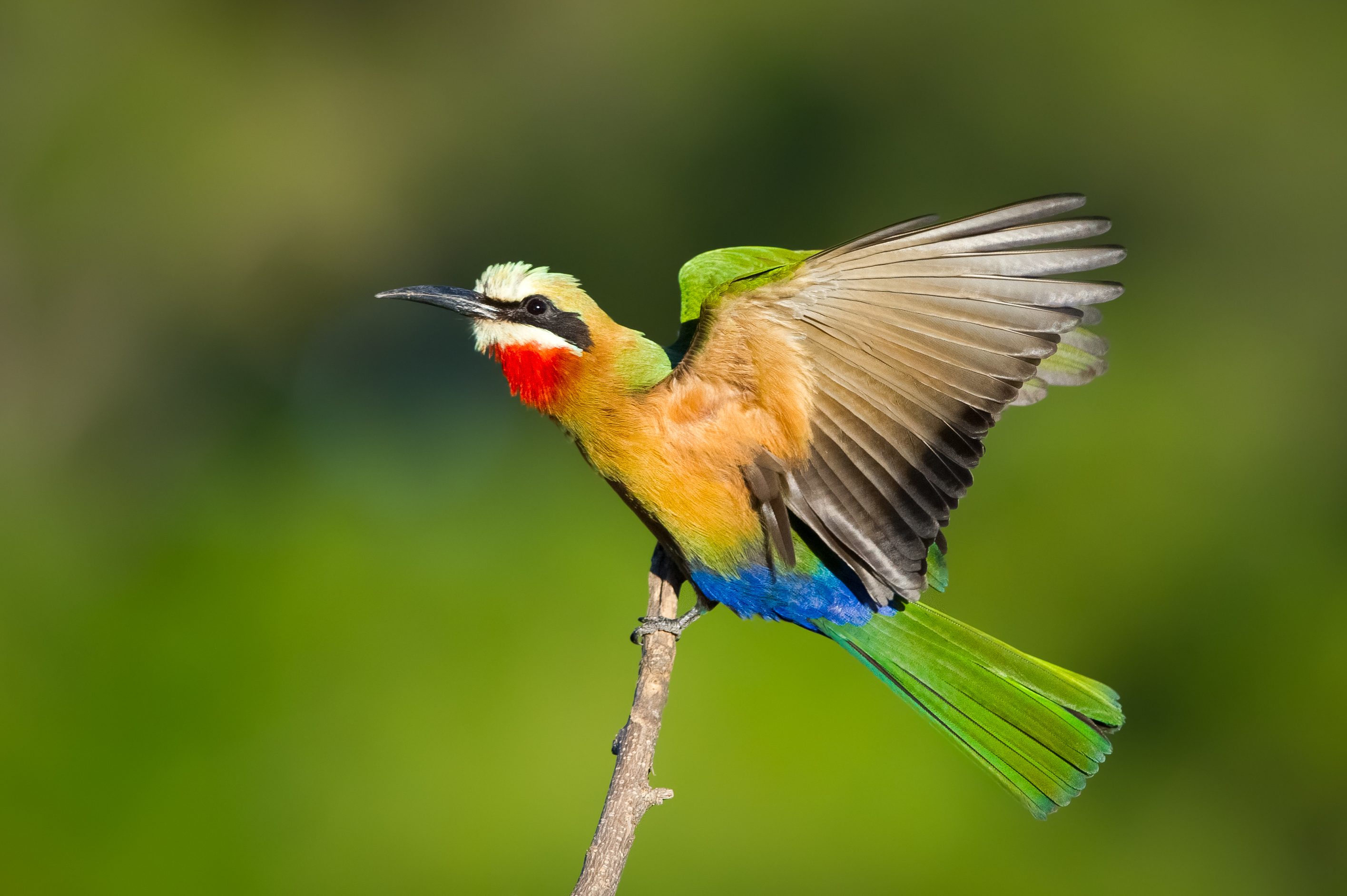 Bird