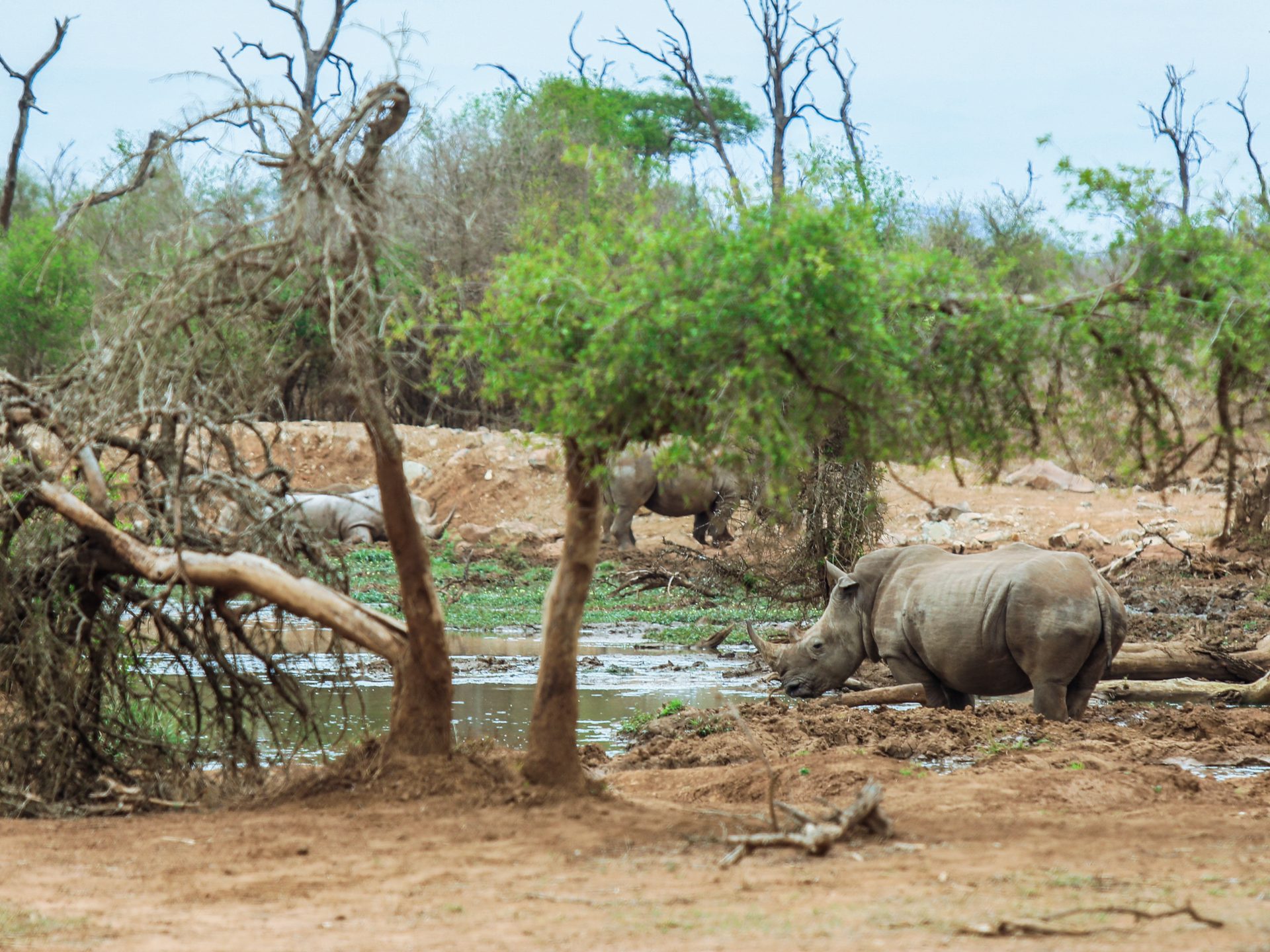 Nashorn im Krüger Nationalpark