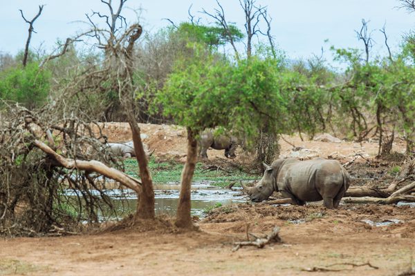 Nashorn im Krüger Nationalpark