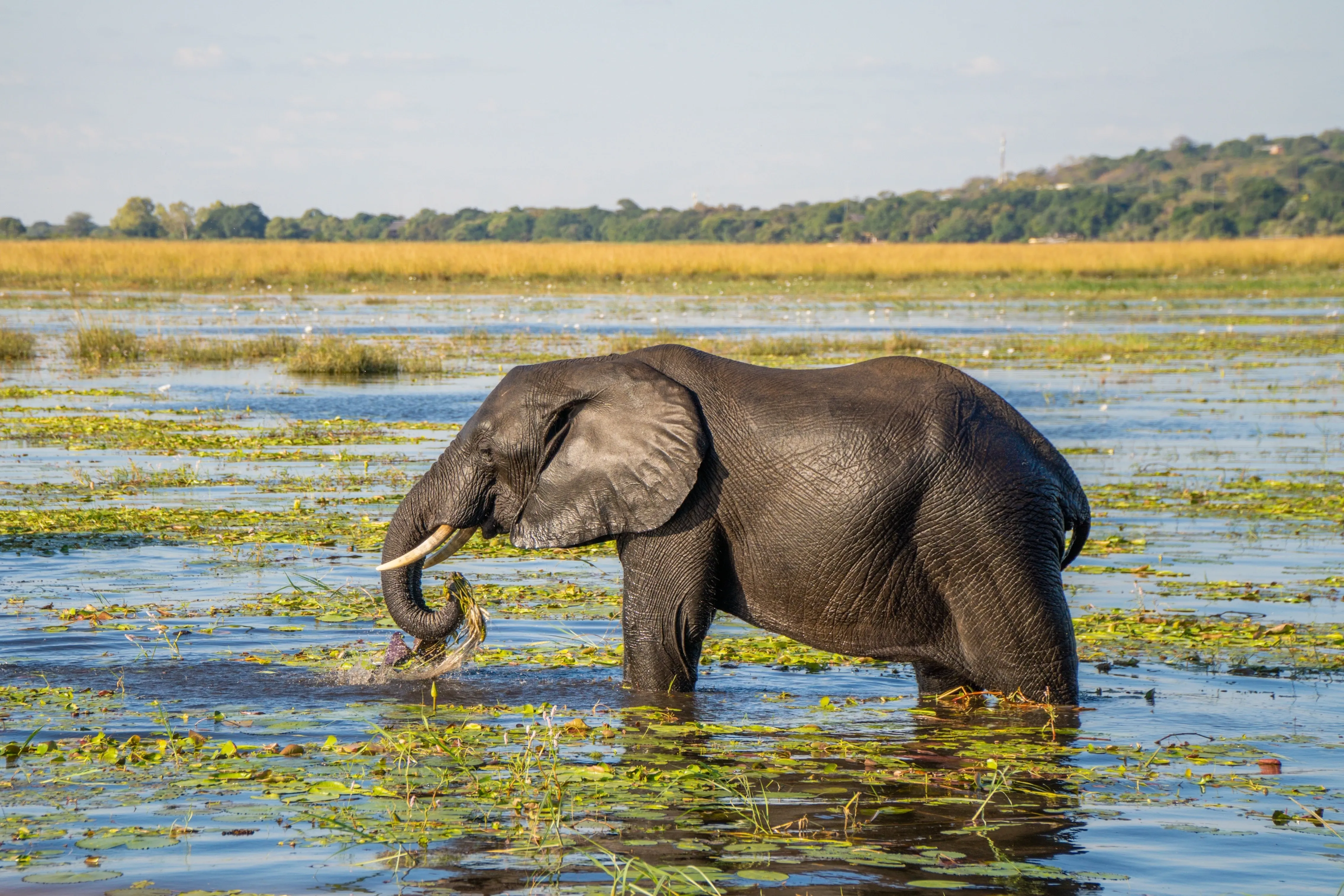 Elefant im Wasser
