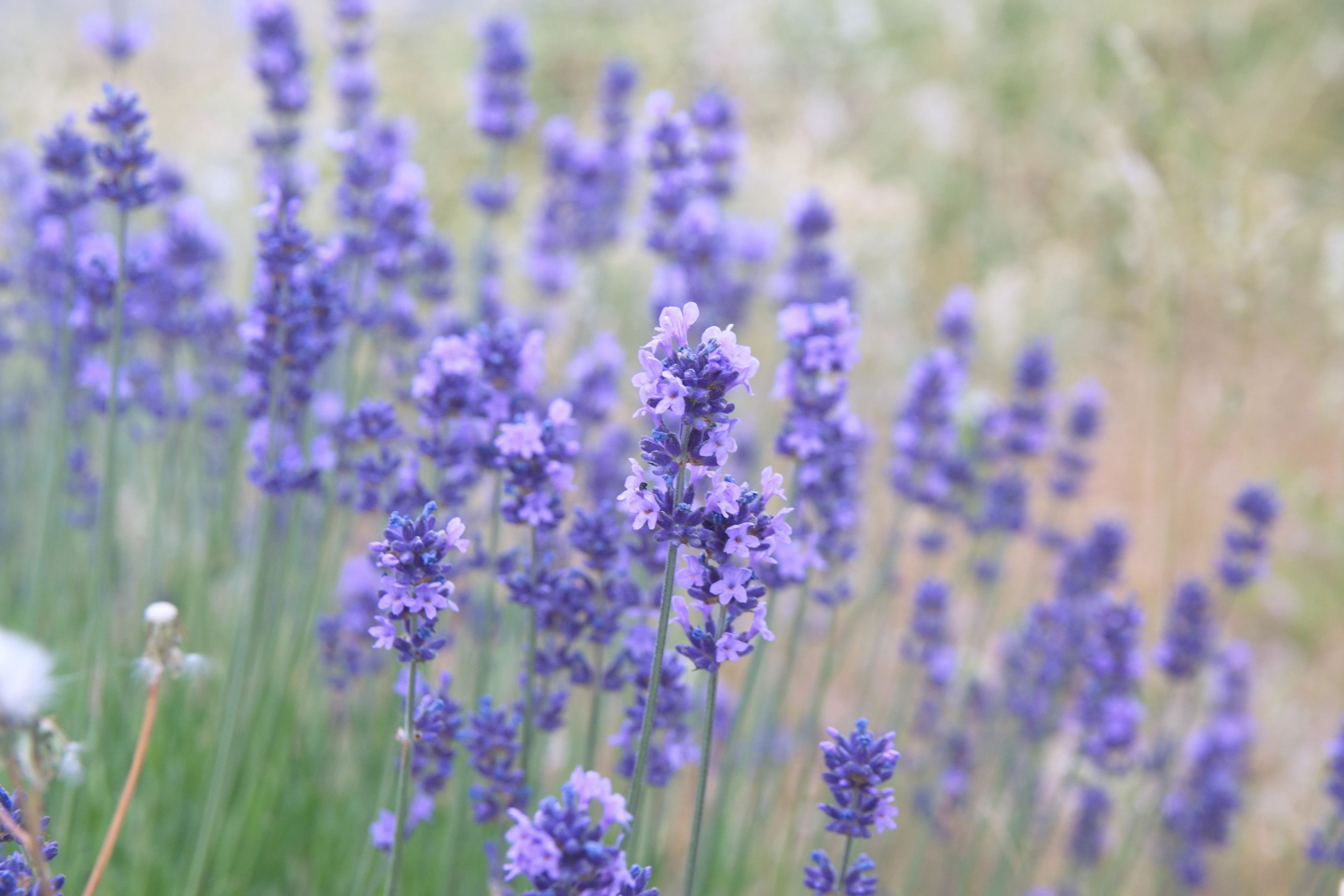 Spanish lavender