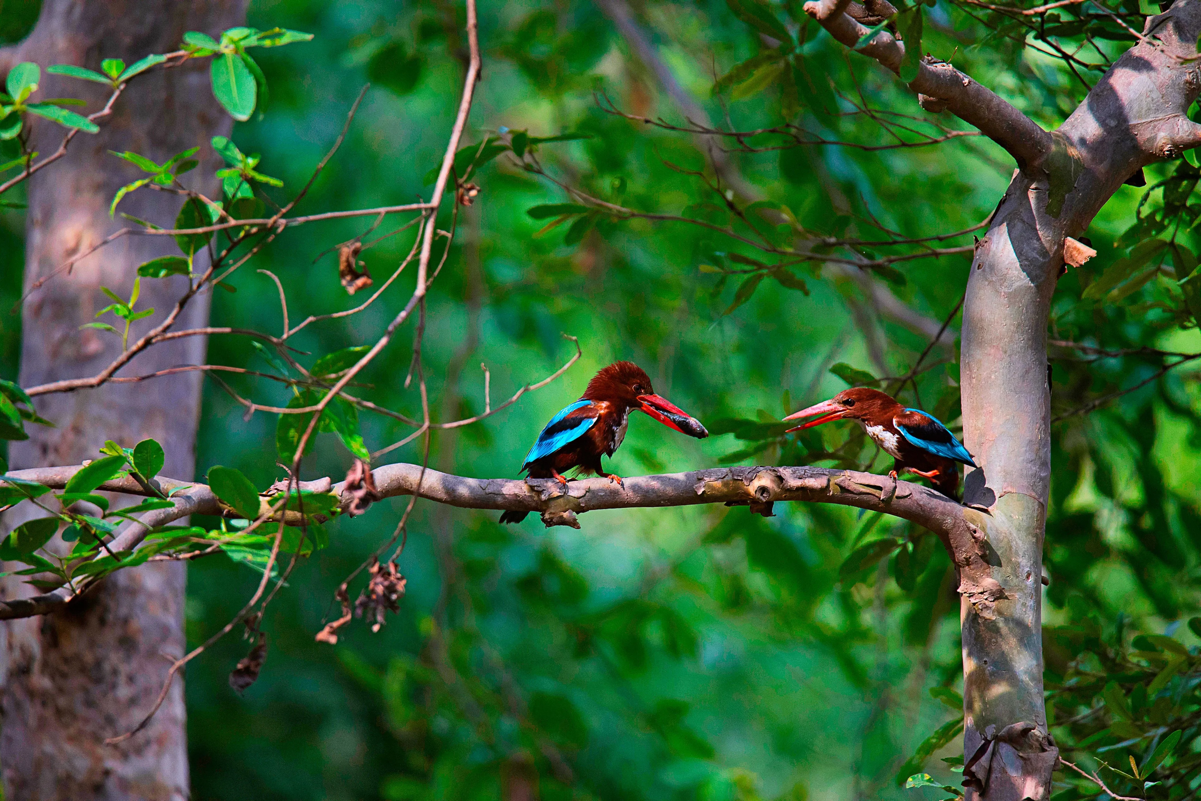 Panna-Tiger-Reservat Eisvogel