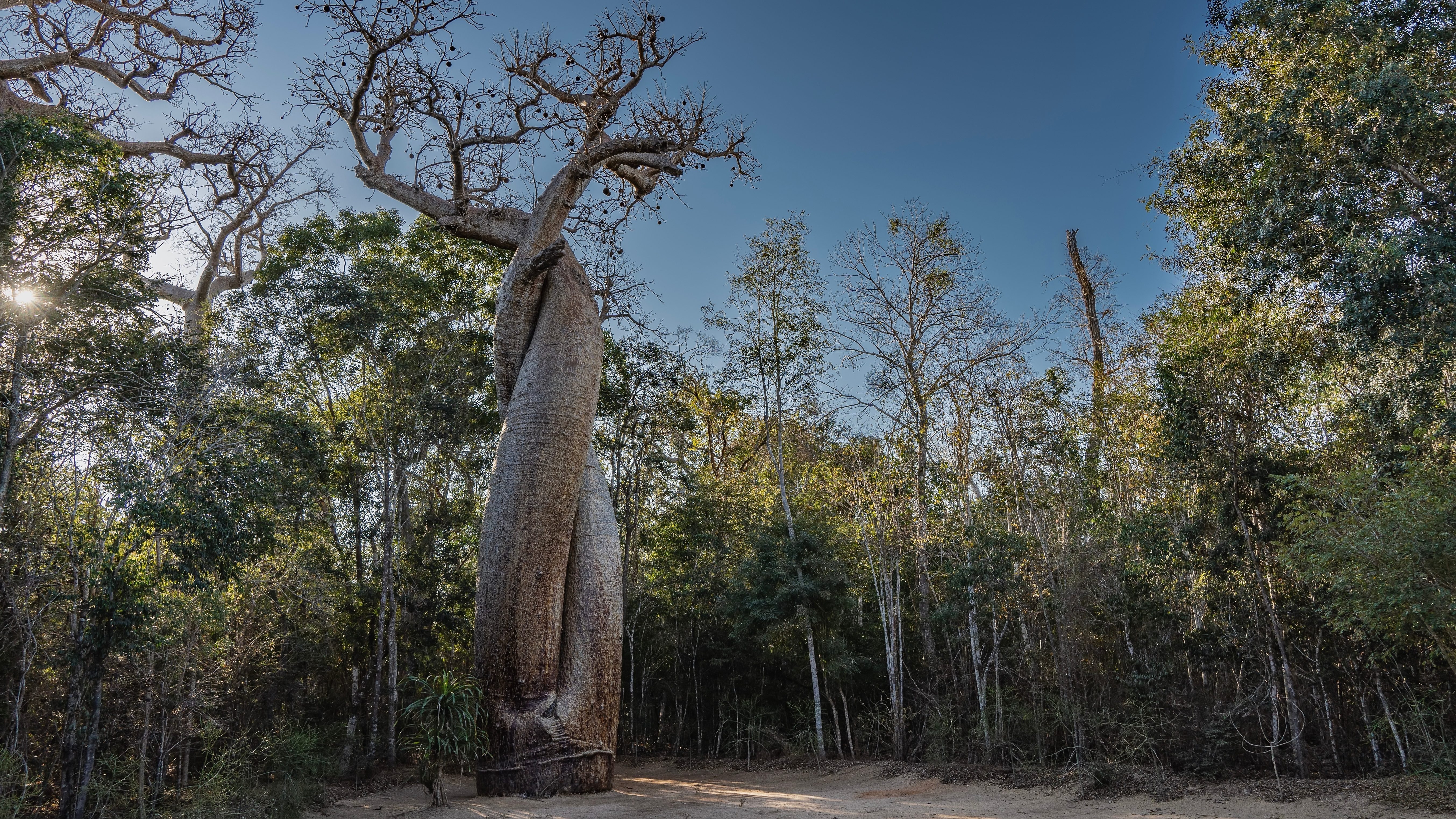 baobab standing alone