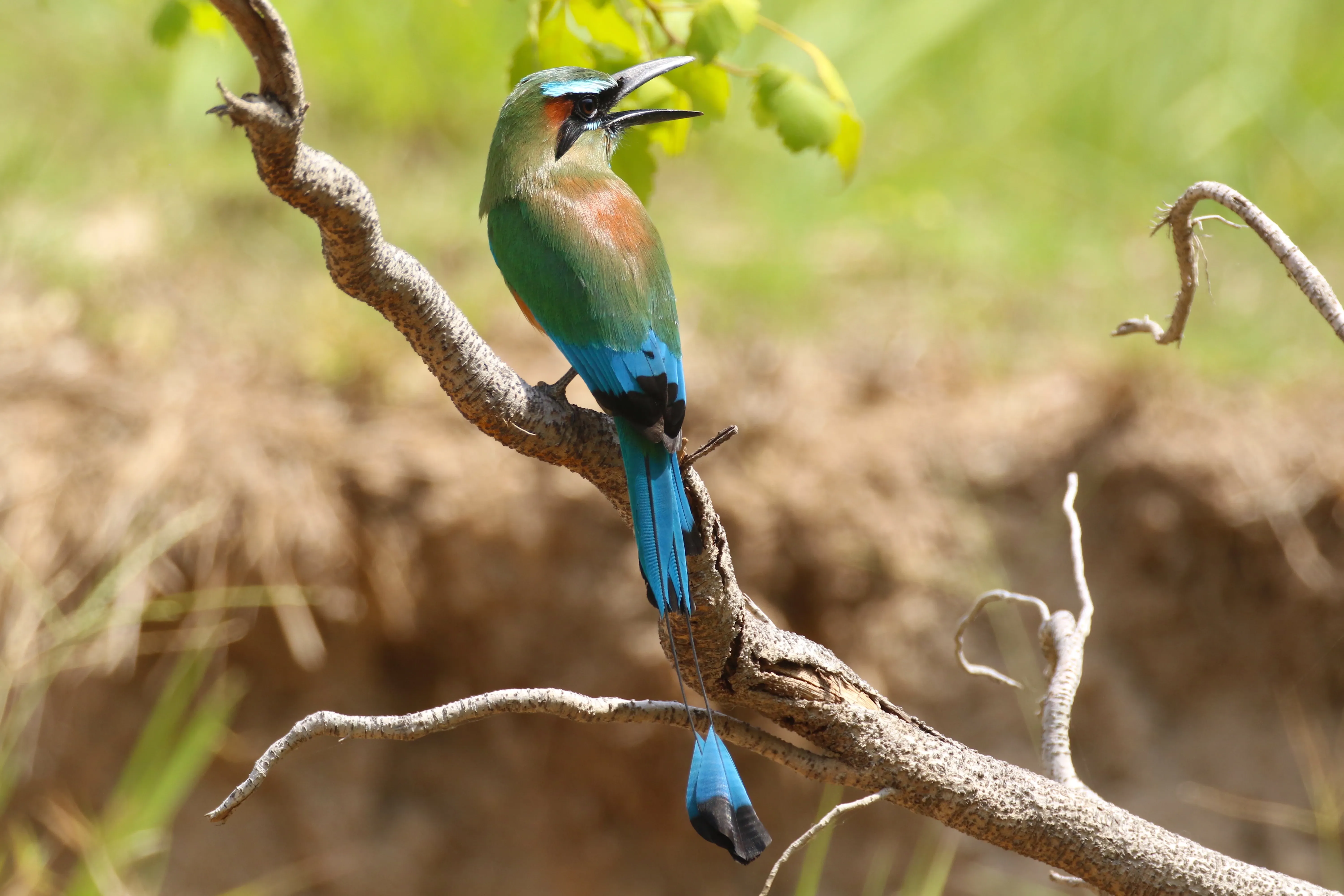 Turqoiuse browed motmot
