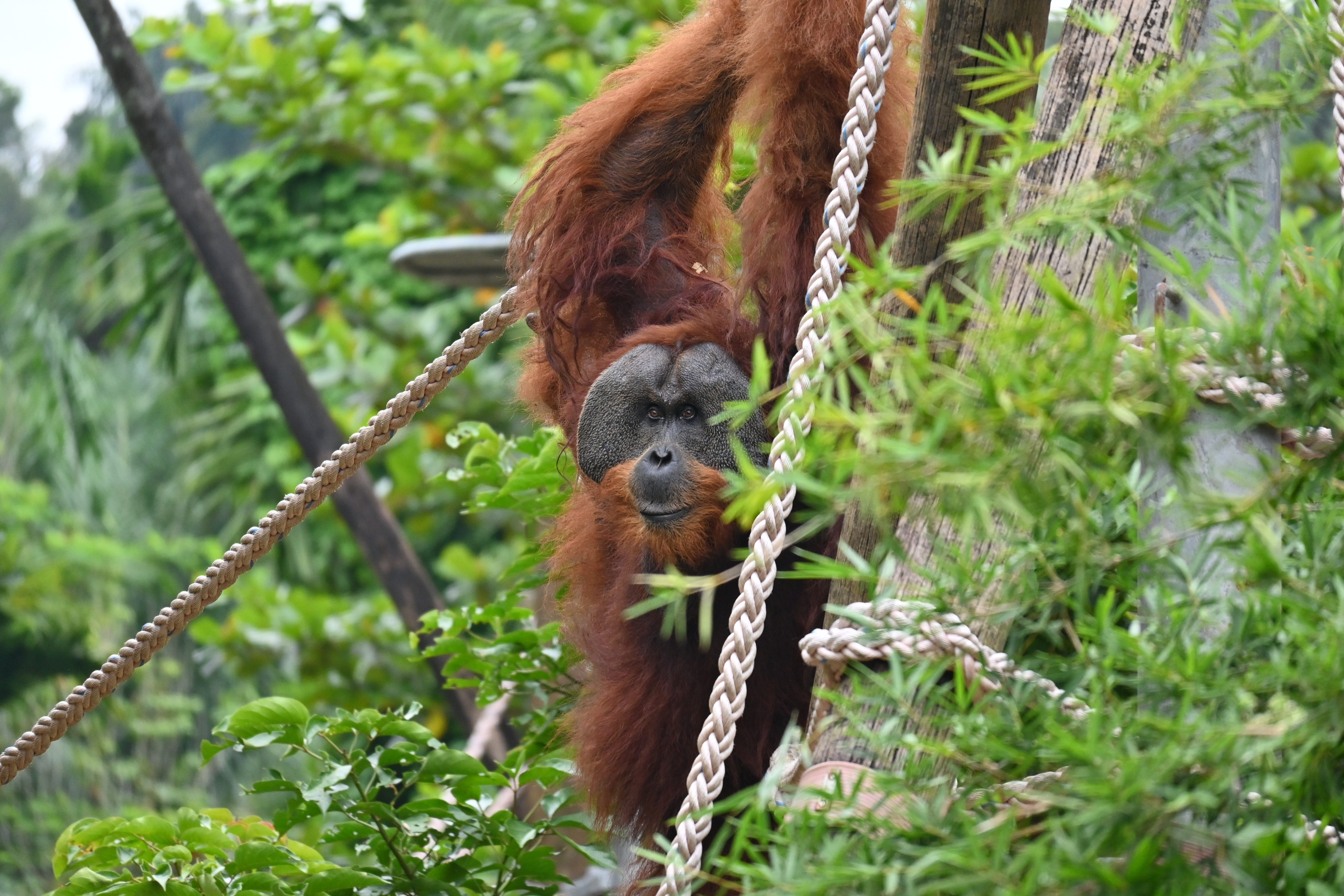 Orang-Utan