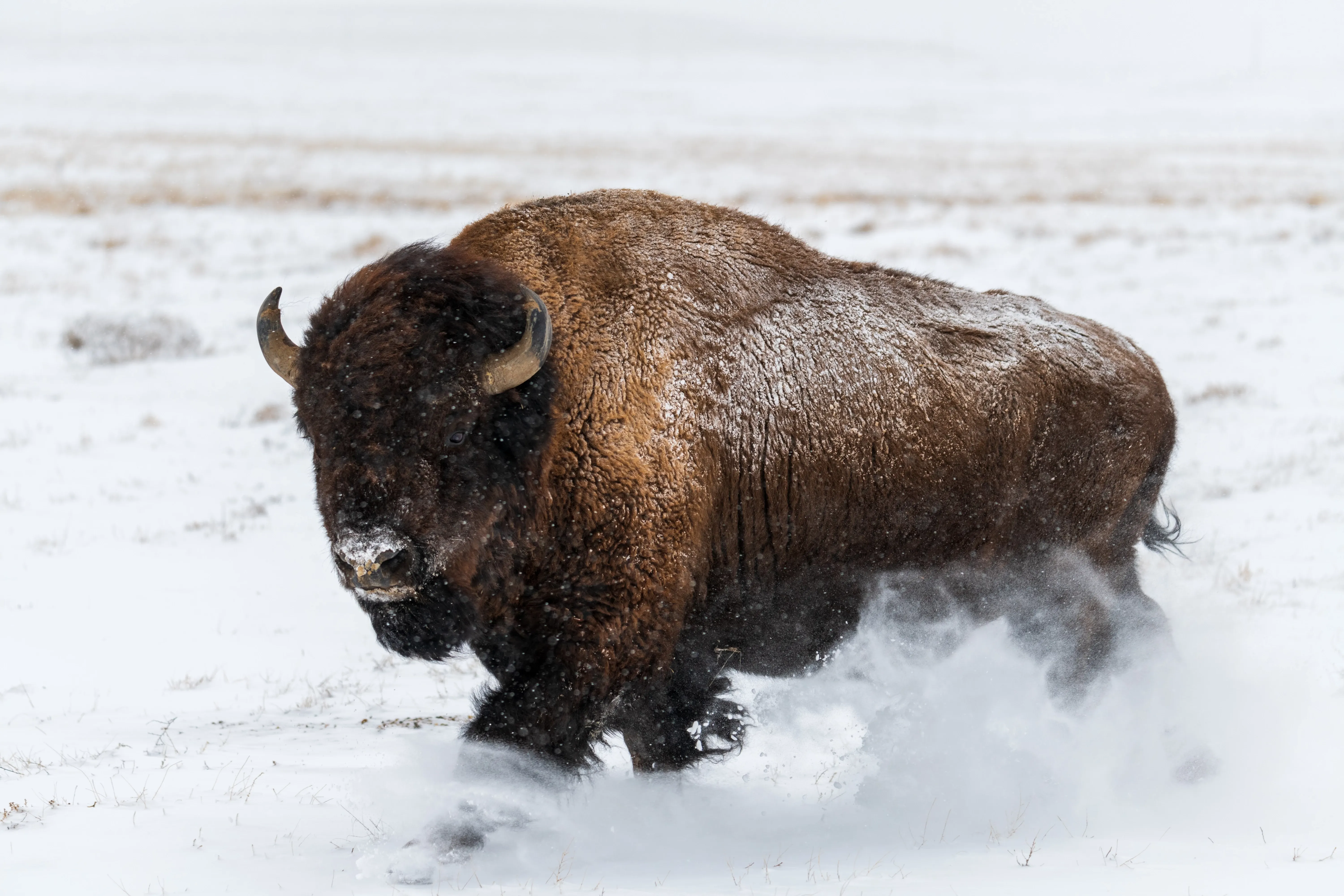 Bison in the snow
