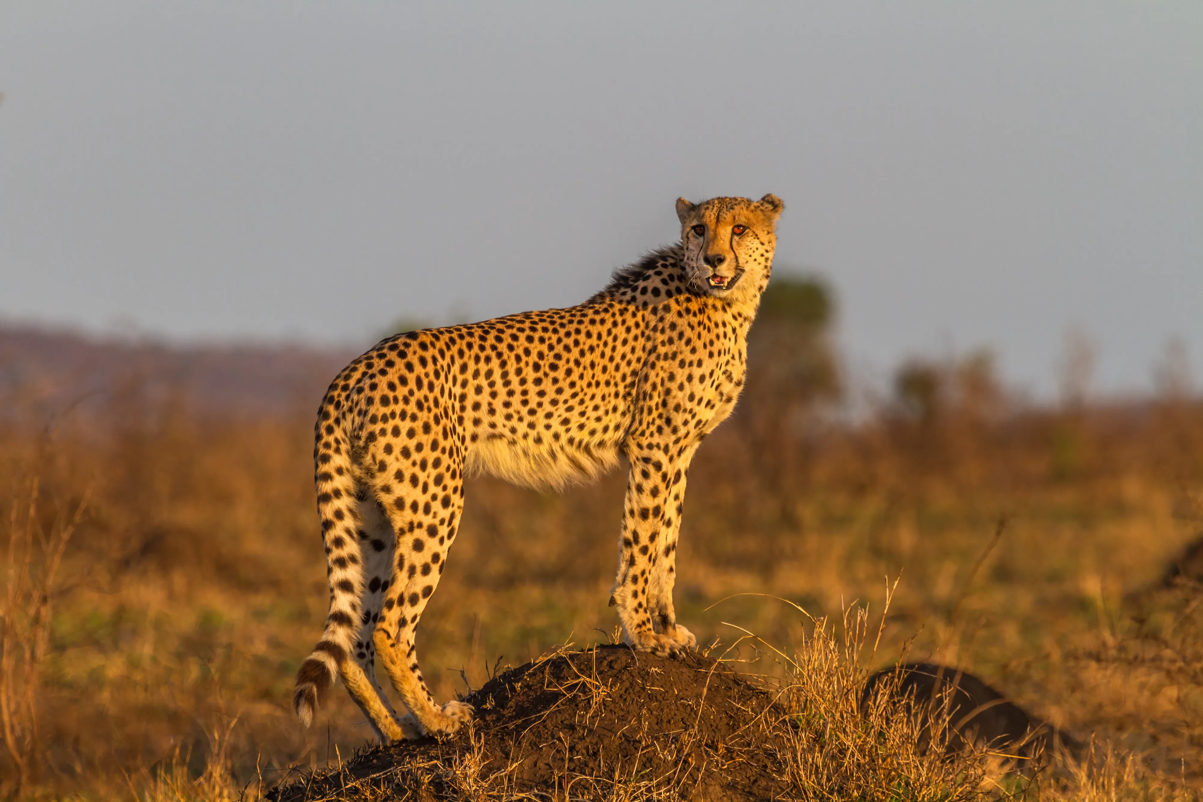 Cheetah at sunset in South Africa