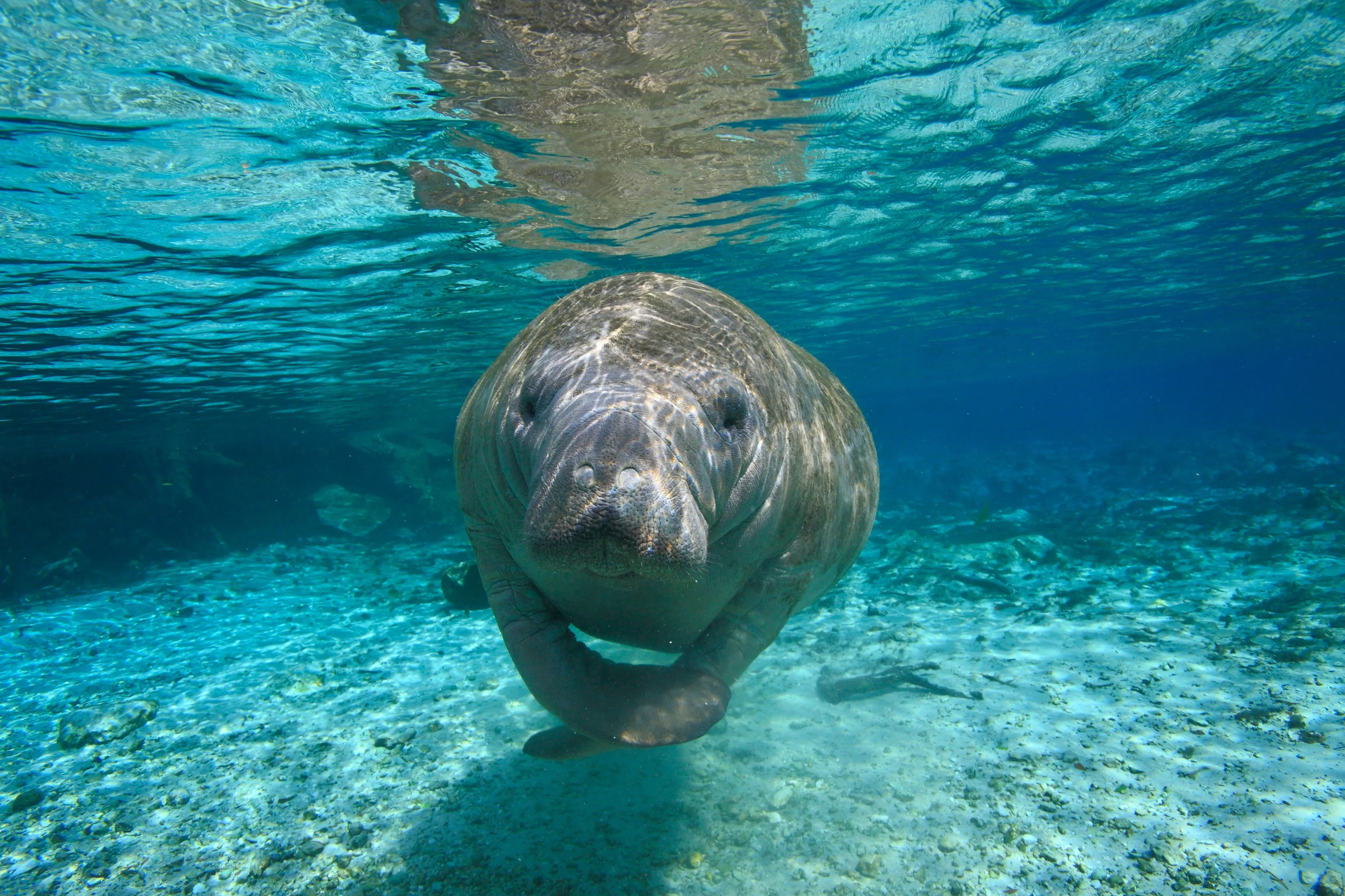Guatemala manatee