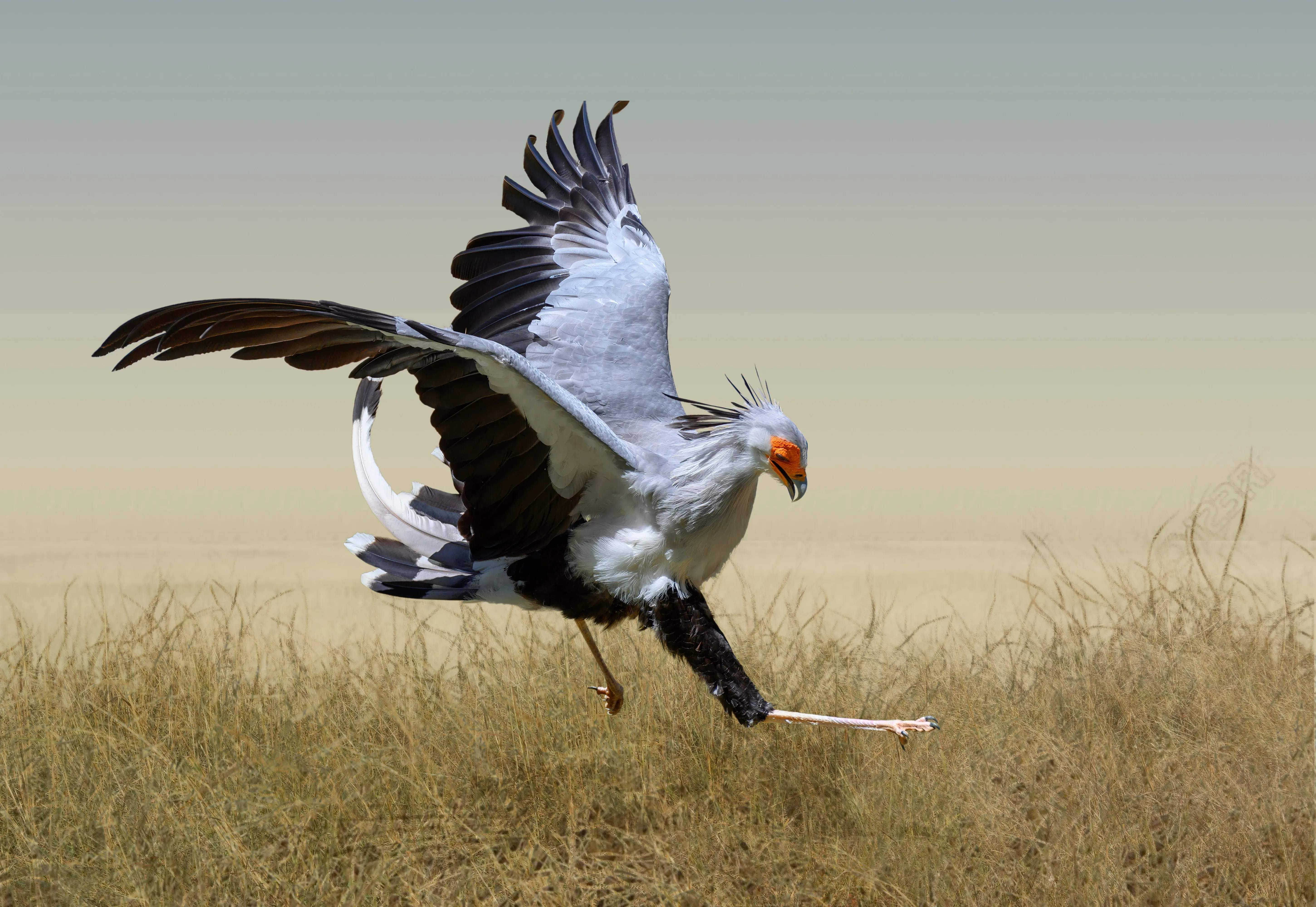 secretary bird
