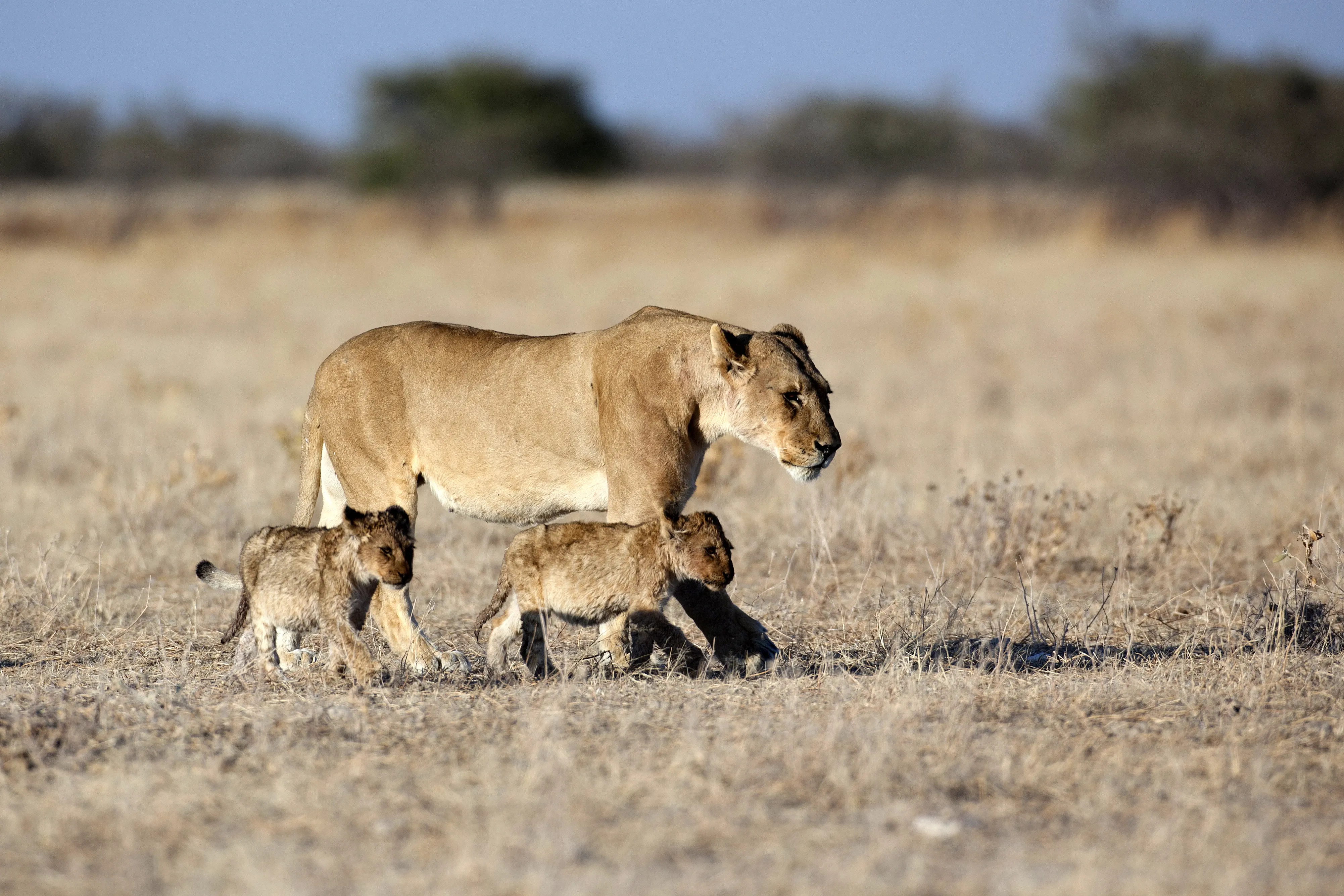 Löwin mit Jungtieren beim Spaziergang