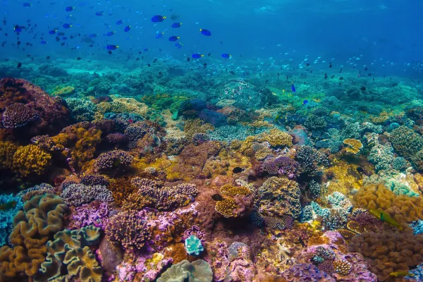 Colourful coral reef with fish