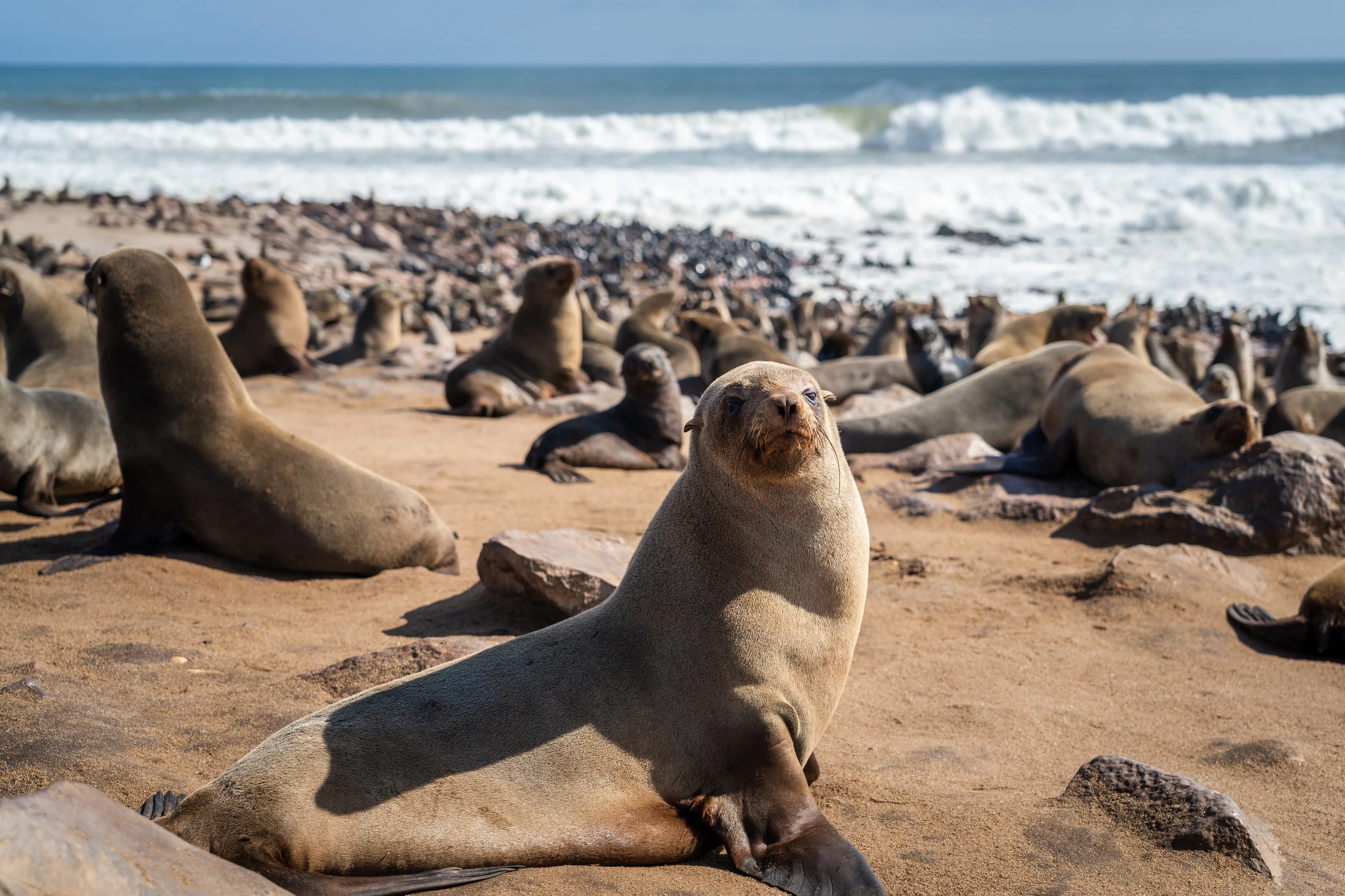 Dozens of seals on the beach in Namibia