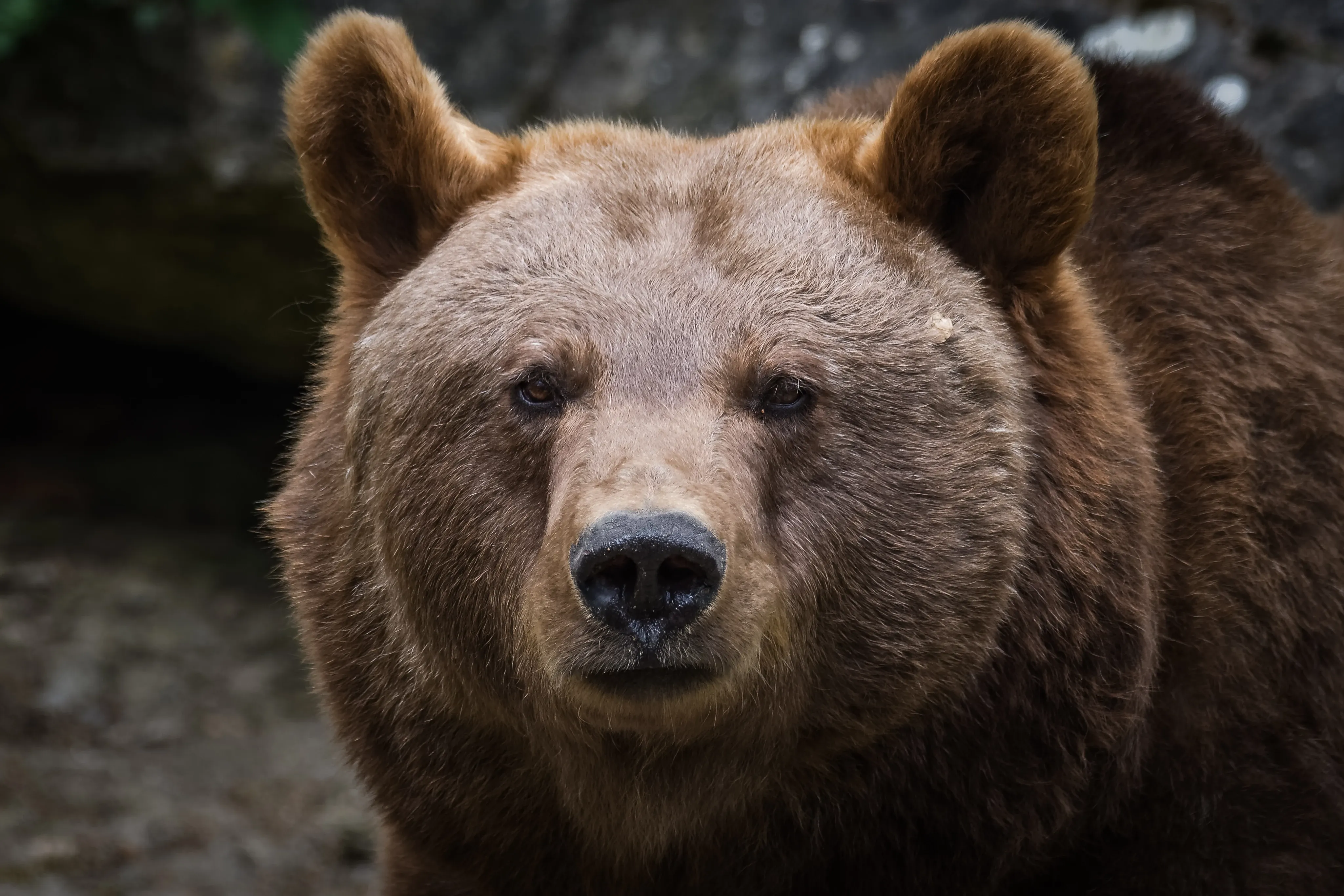 Braunbär Nahaufnahme vom Kopf