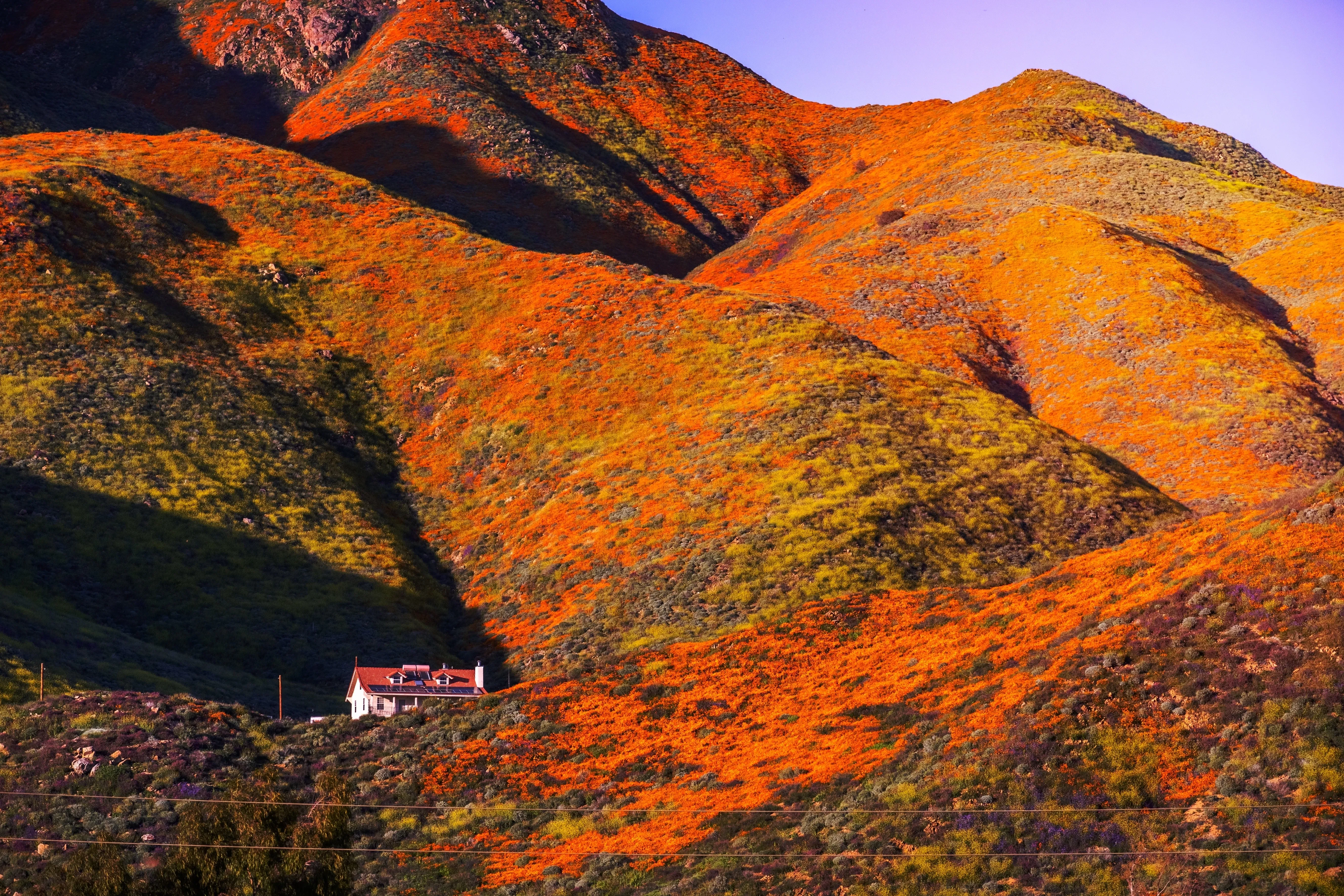 superbloom with house in distance
