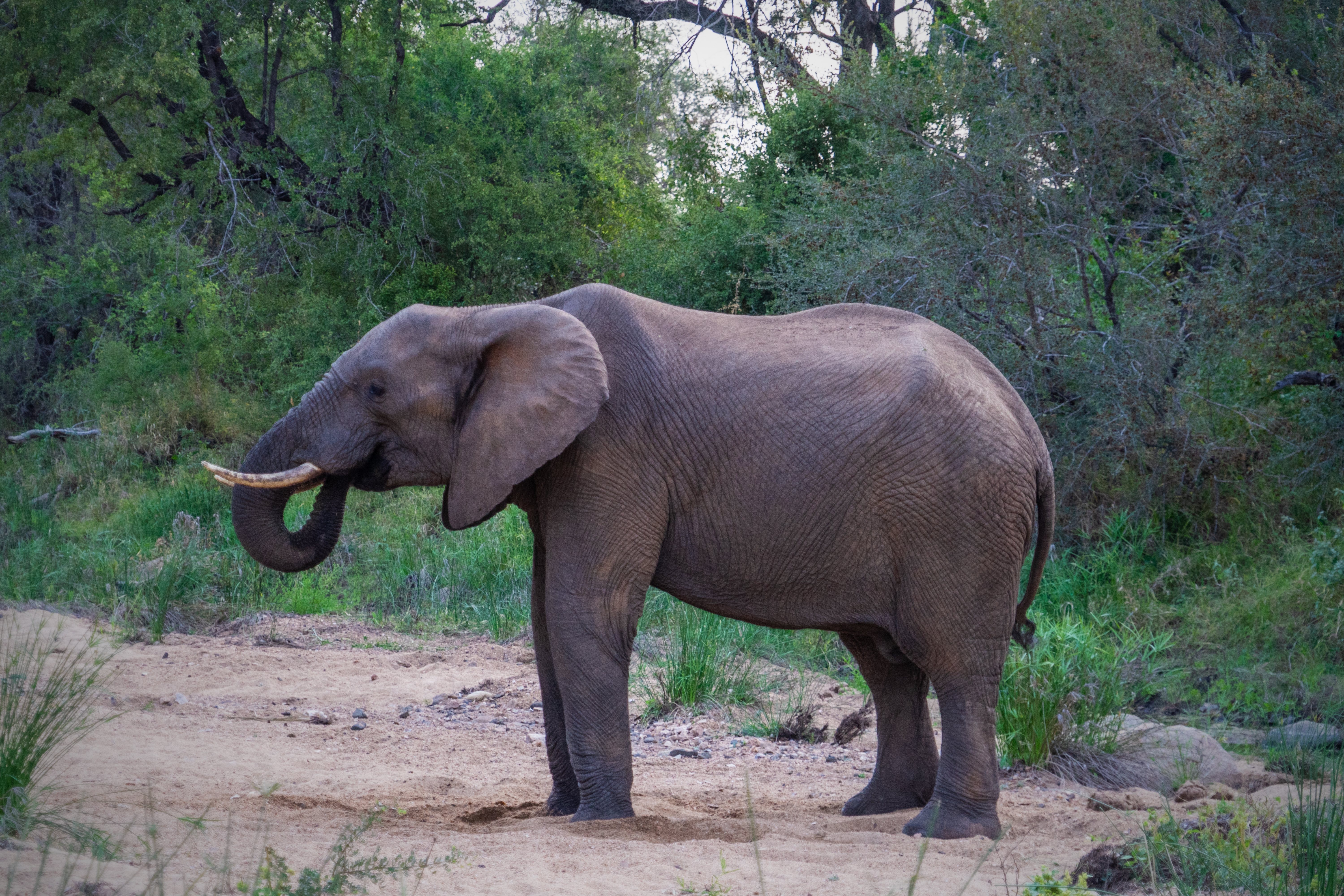 Elephant