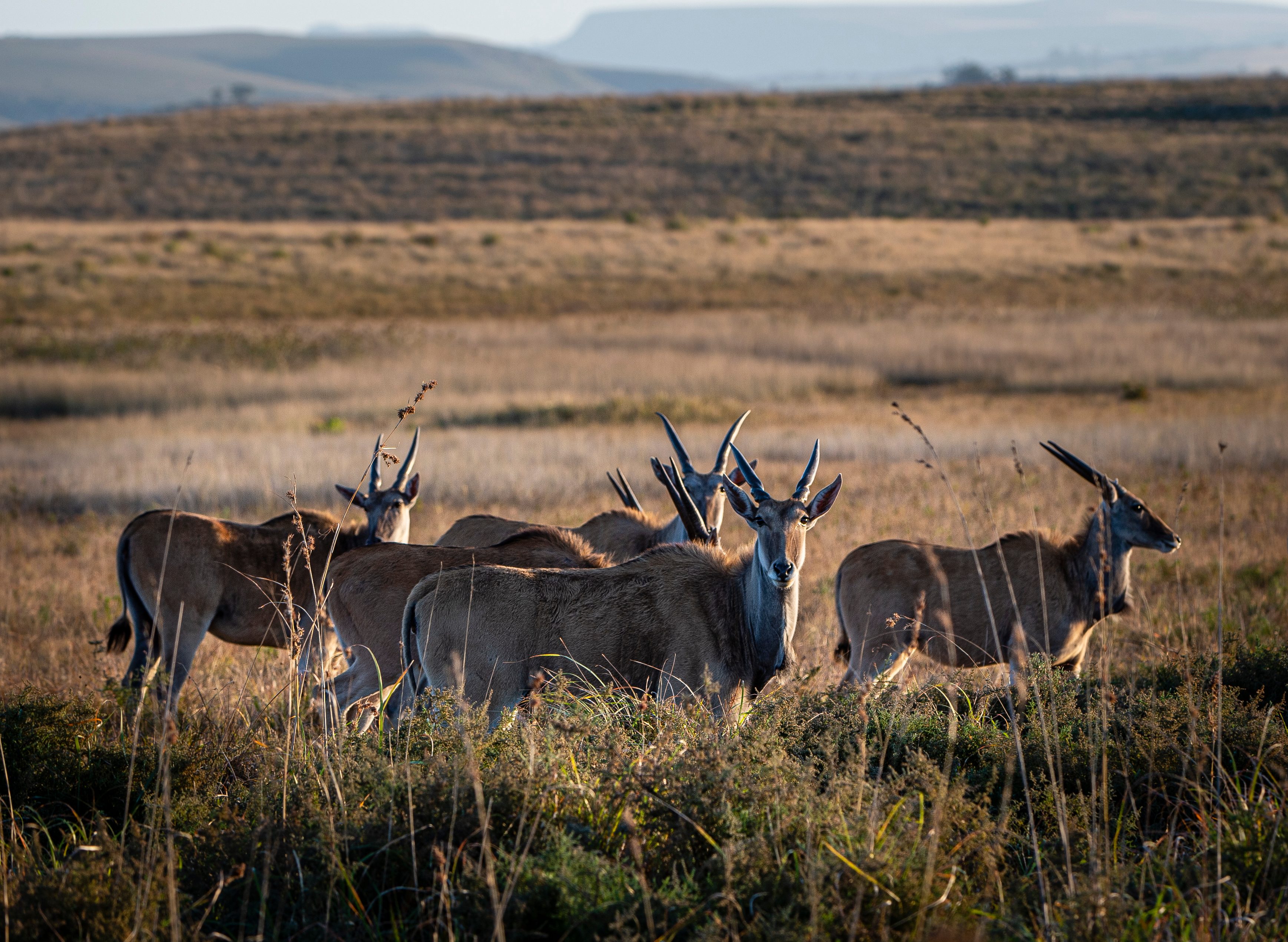 Elenantilopen-Sichtung