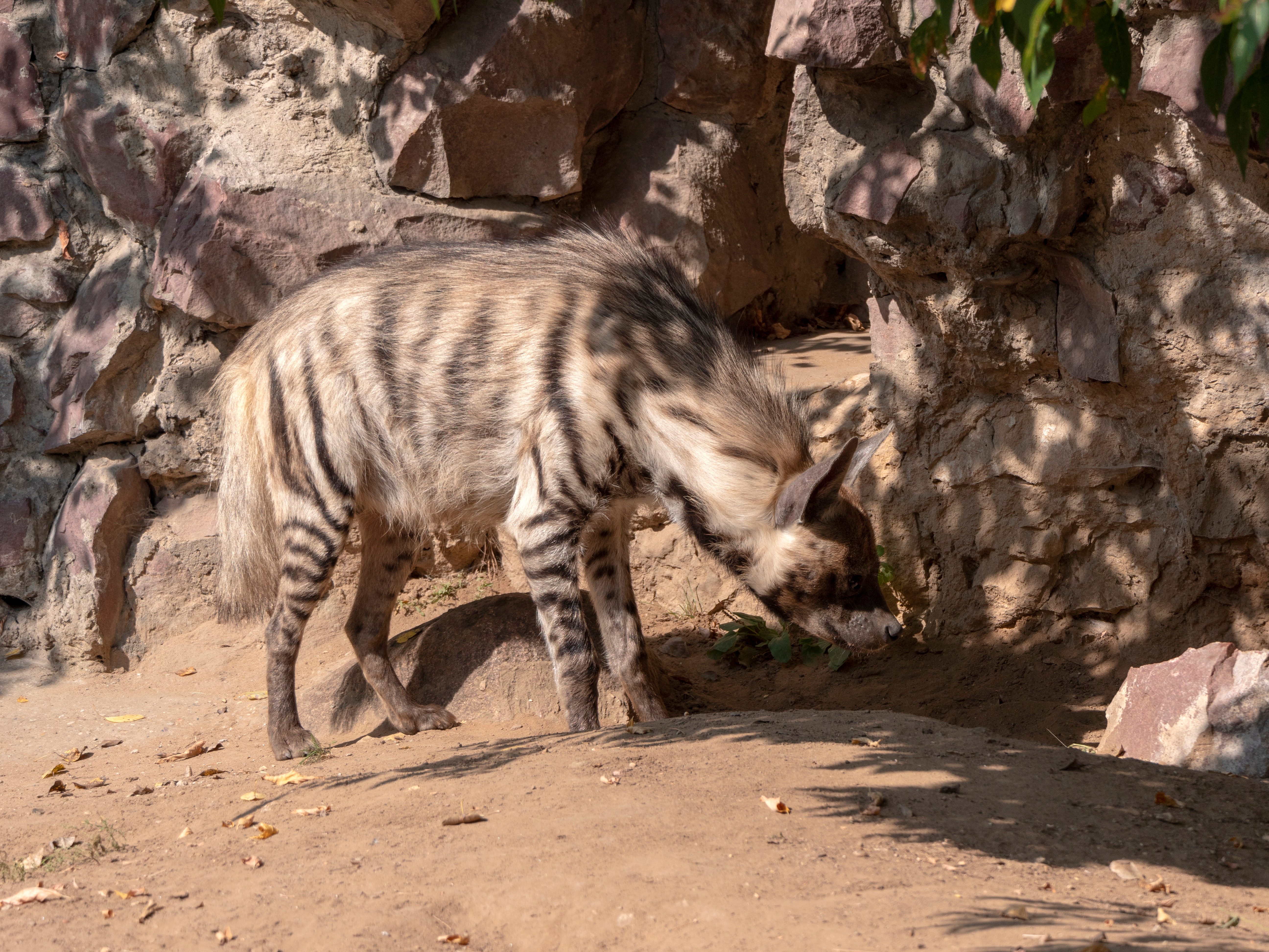 striped hyena