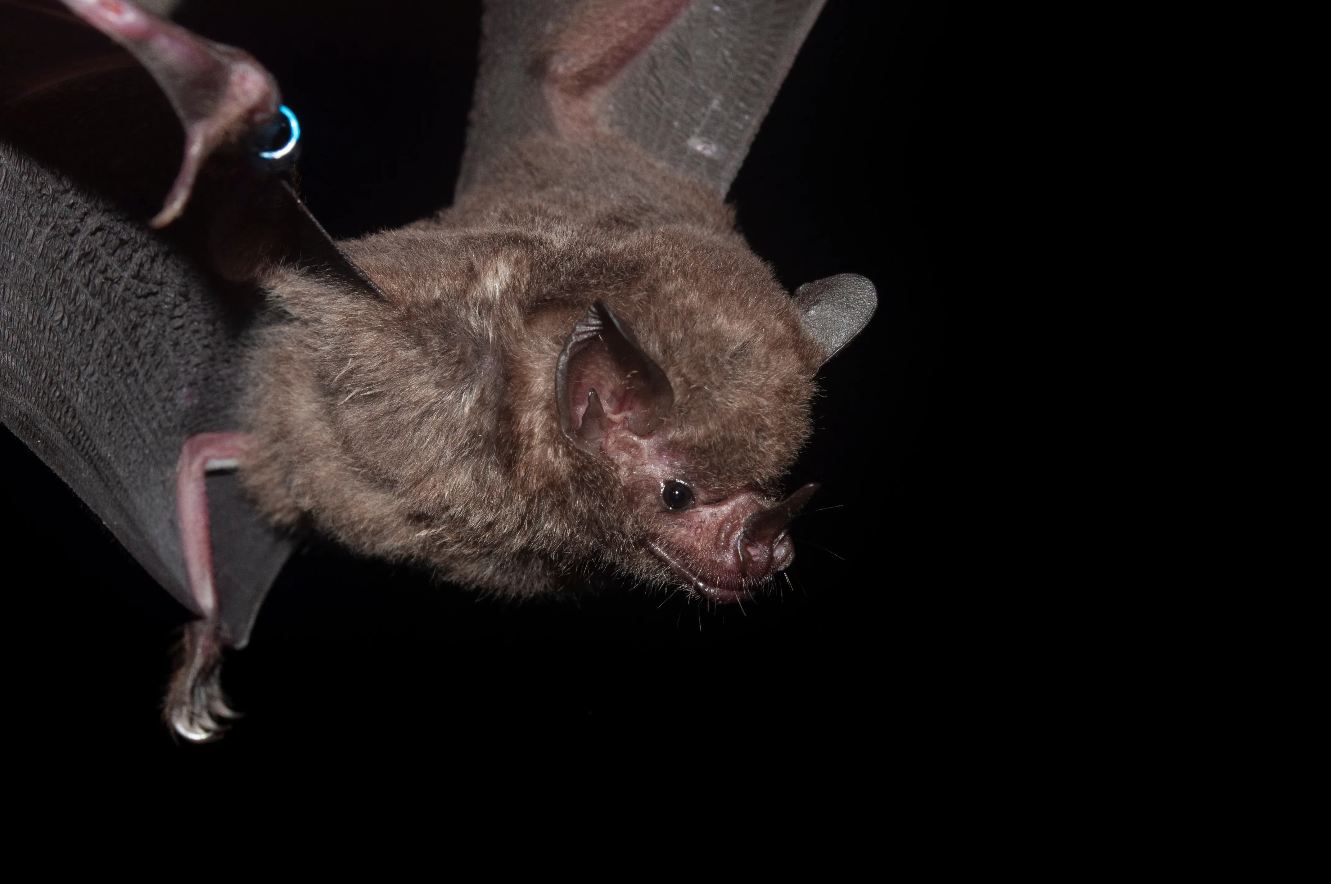 Kurzschwanzfledermaus