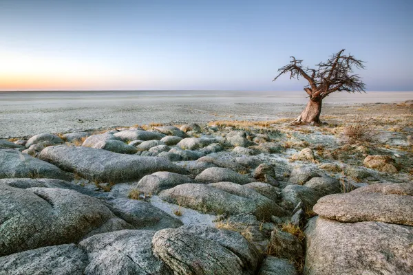 Rocky salt landscape with a baobab tree