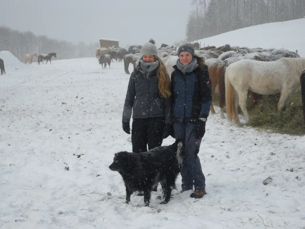 Freiwilligenprojekt Alberta Pferdeschutz, Kanada