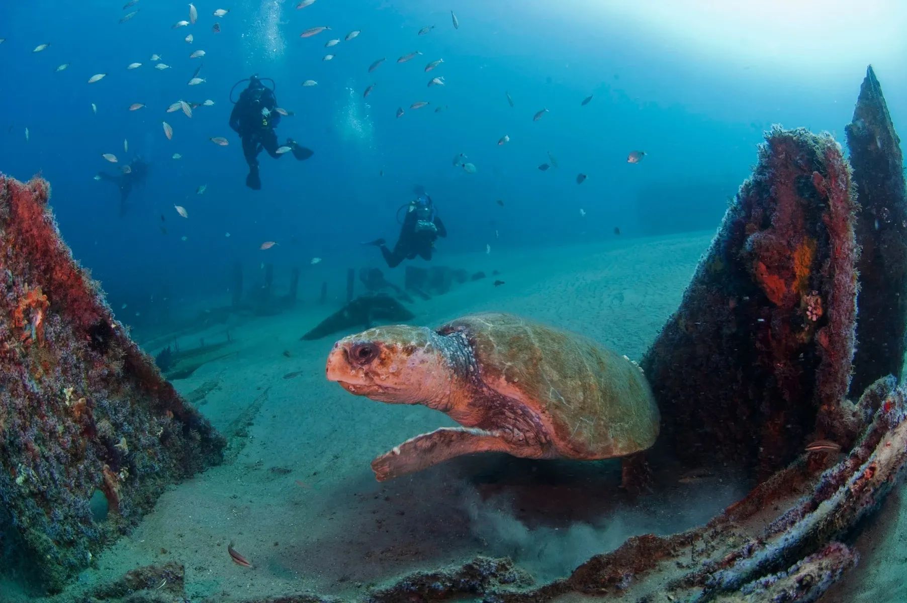 loggerhead turtle on sea bed