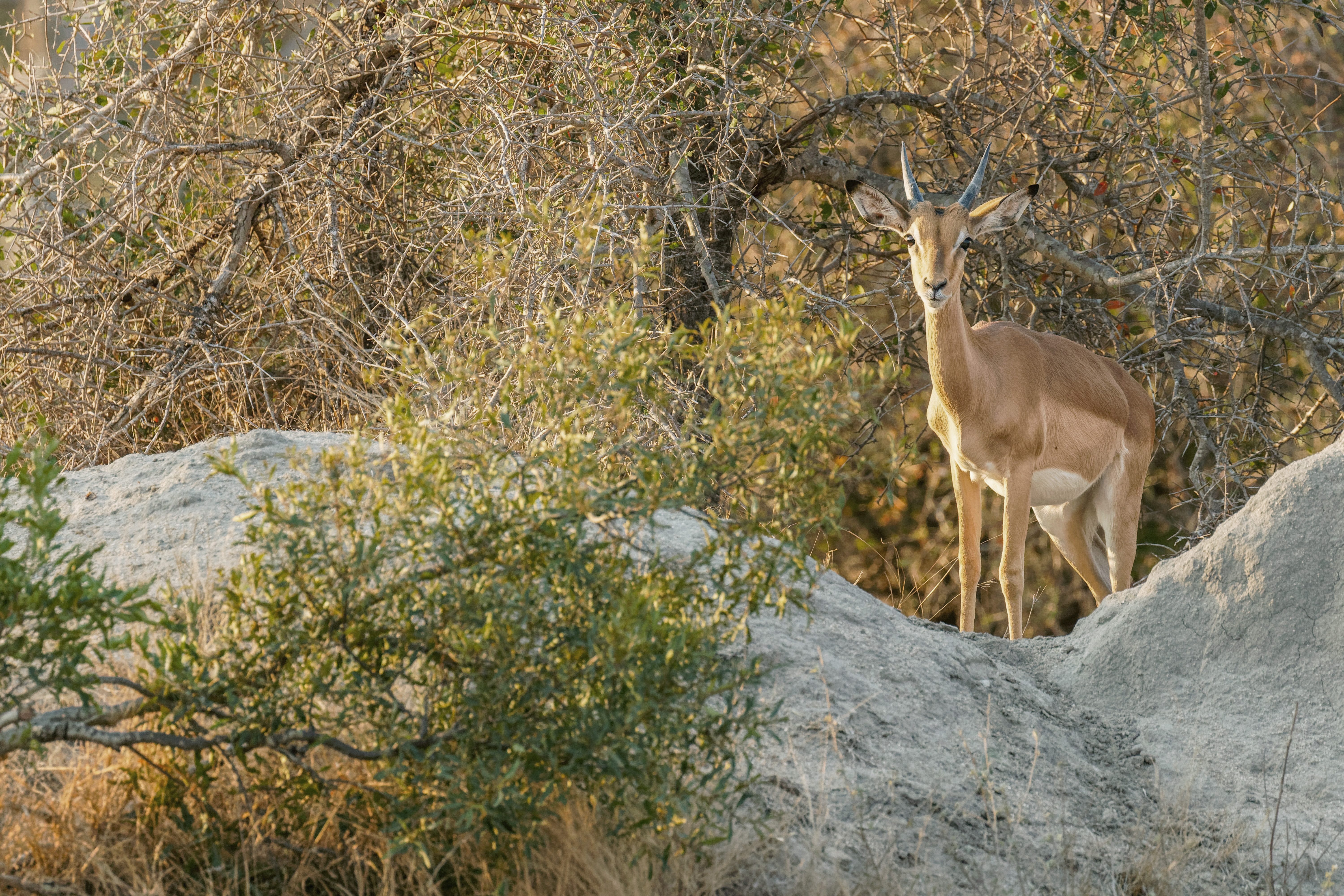 Impala steht auf Felsen