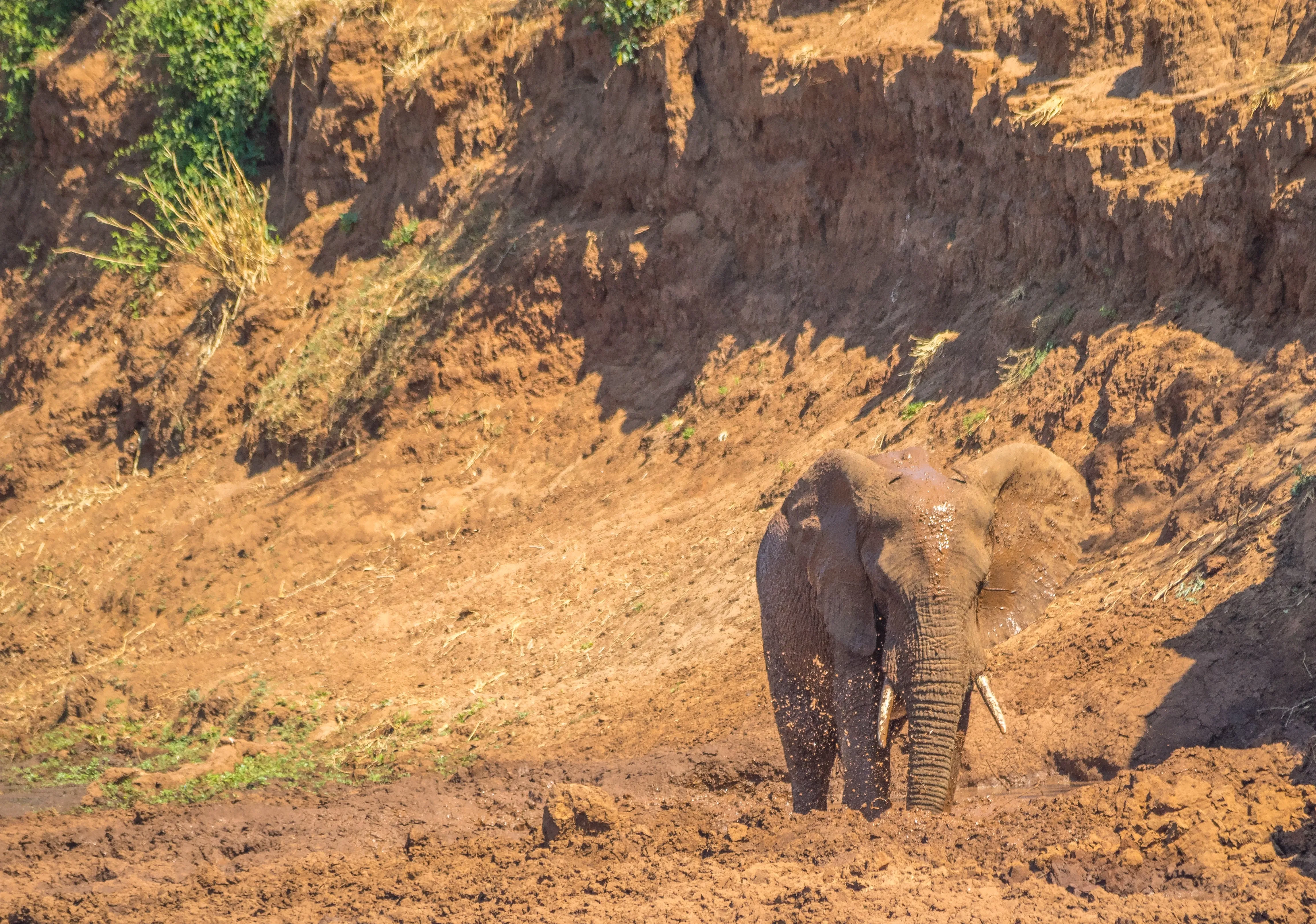 elephant