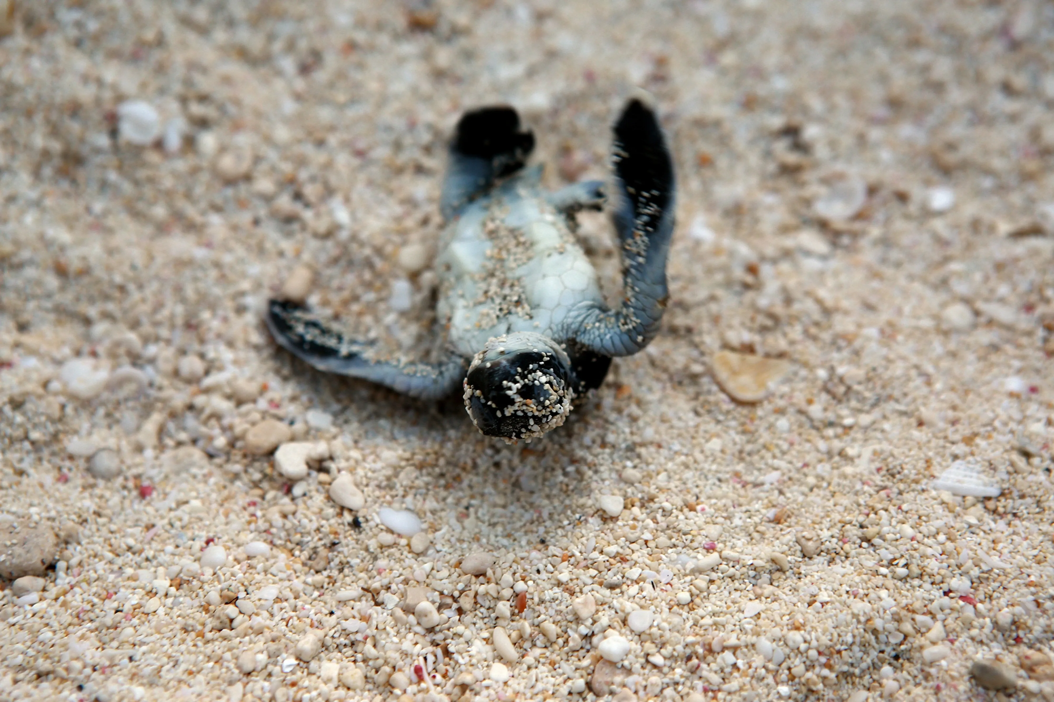 Schildkrötenschlüpfling auf dem Rücken