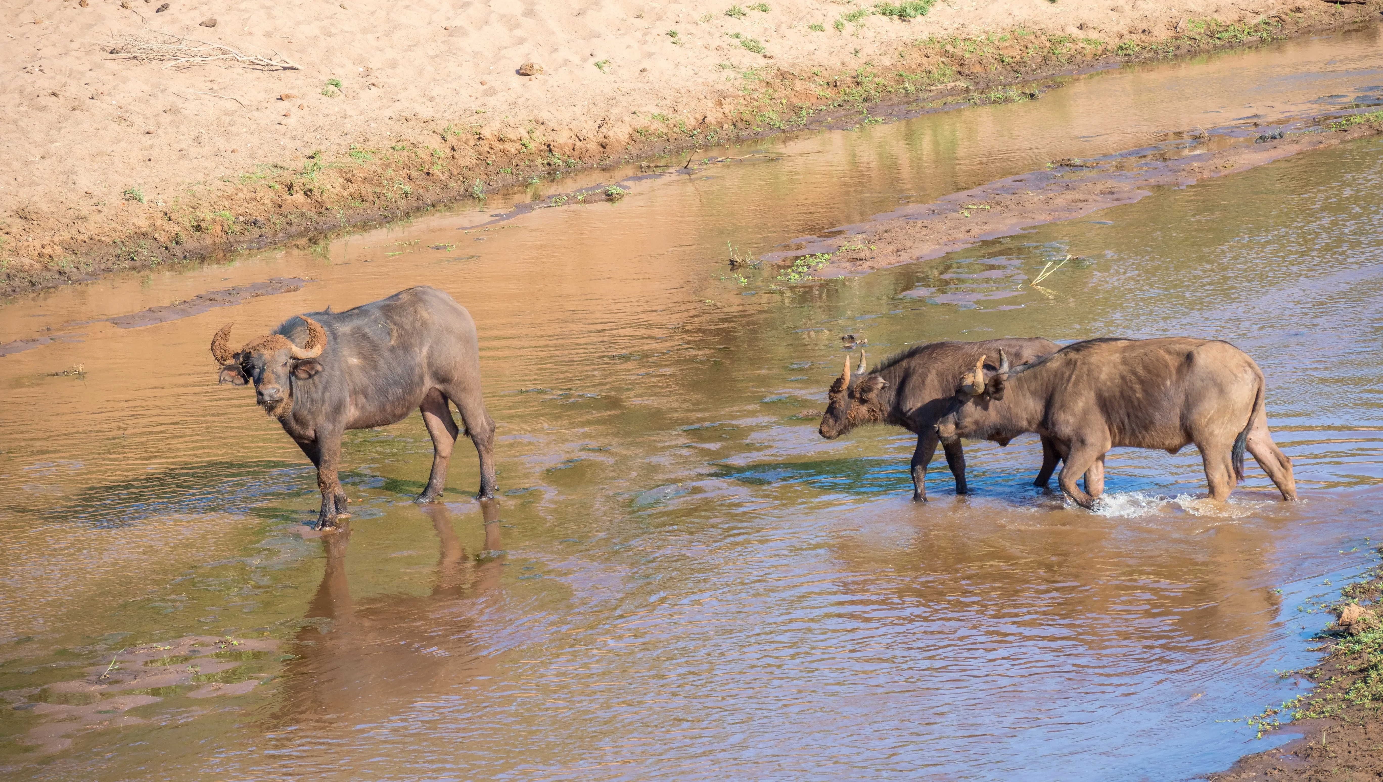 buffalo