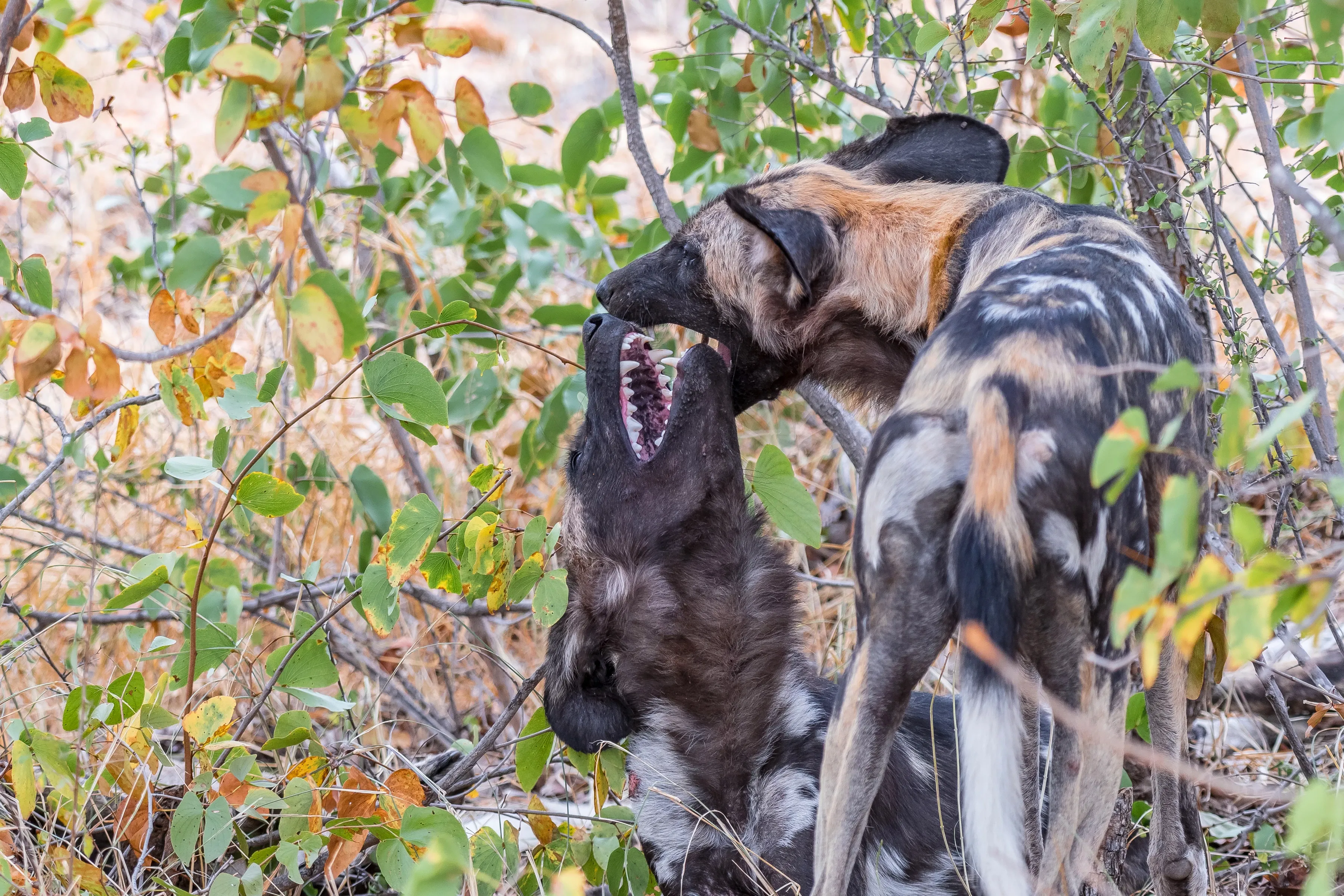 wild dogs playing