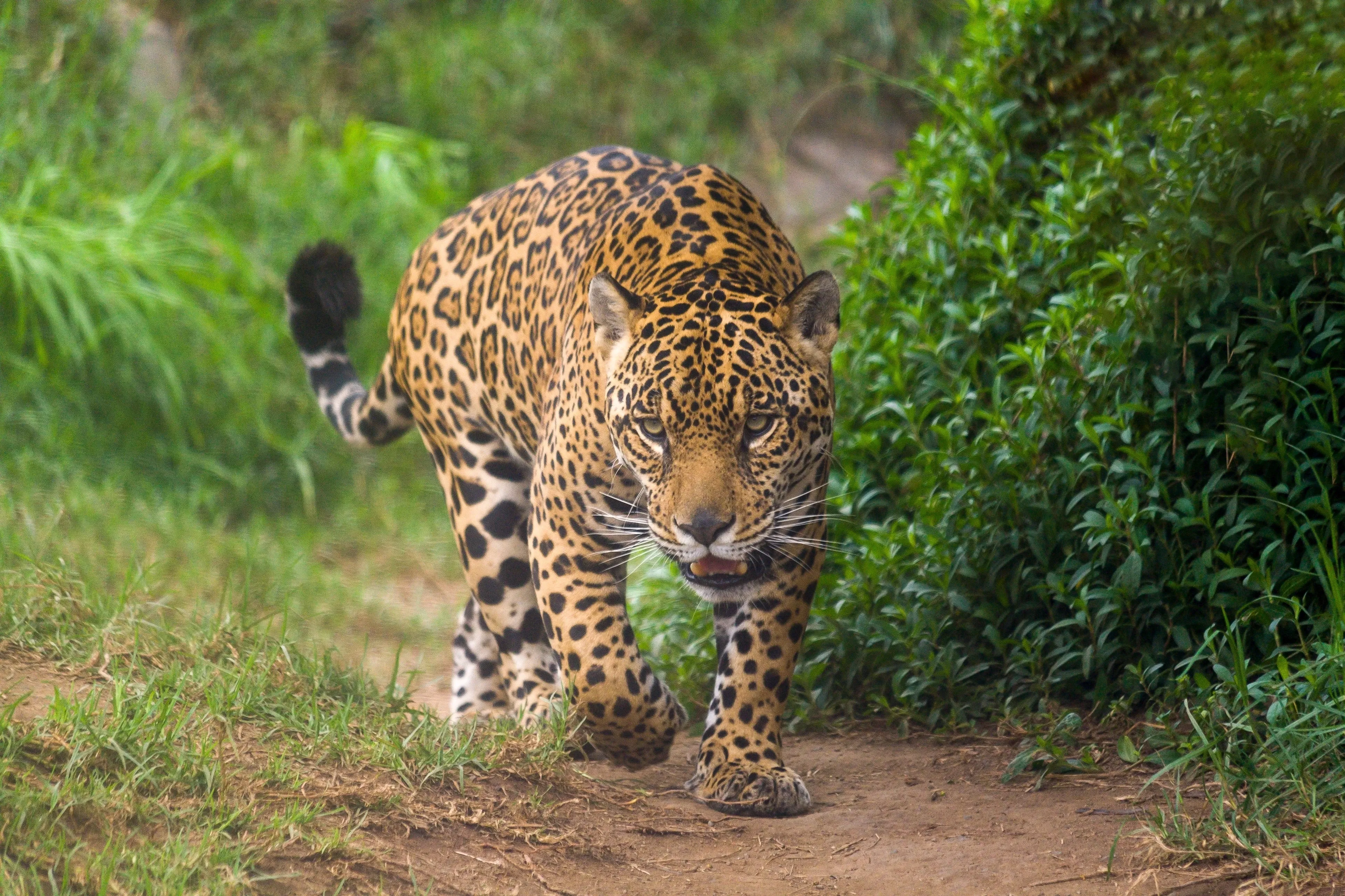 Guatemala jaguar