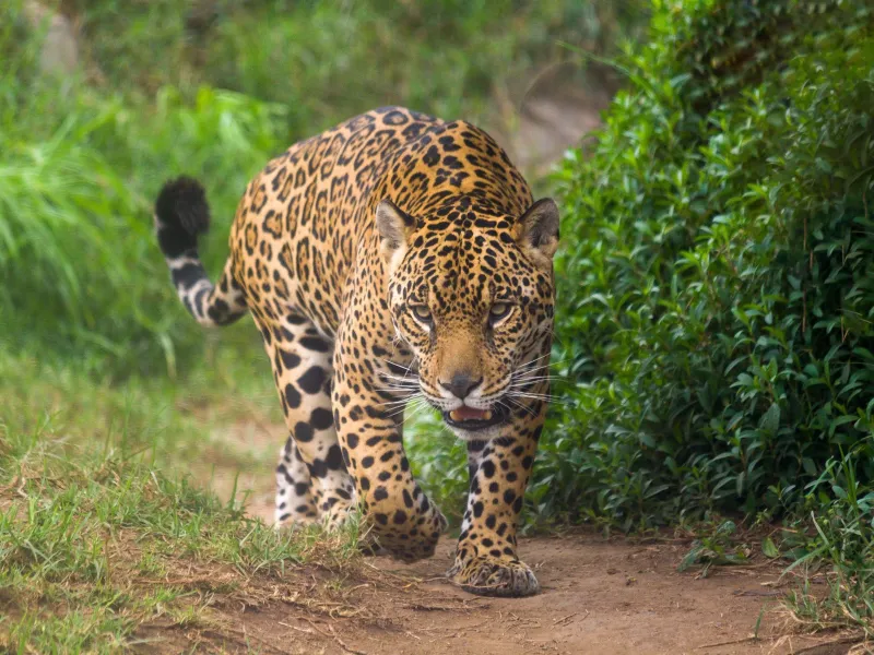 Guatemala jaguar