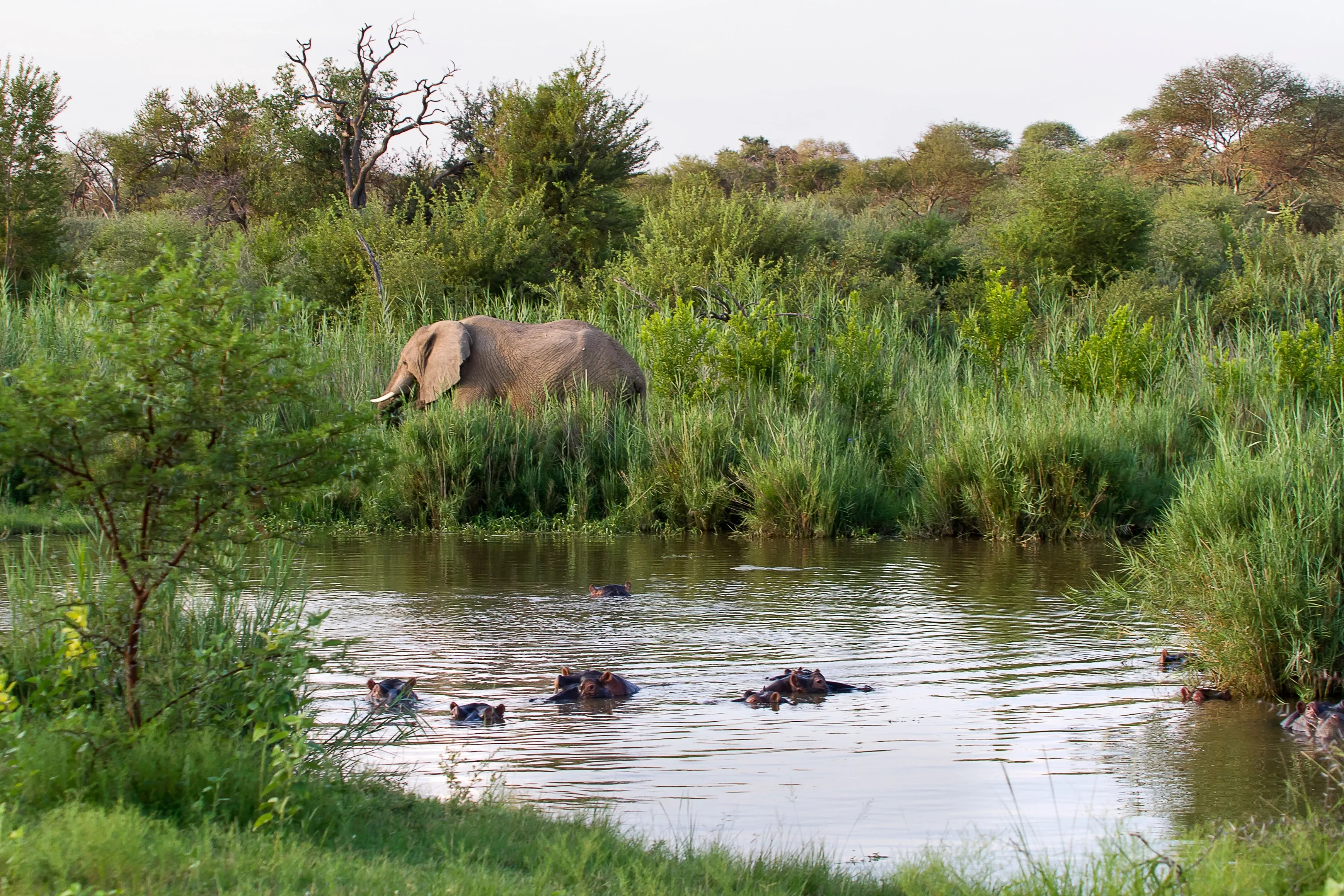 marataba game reserve