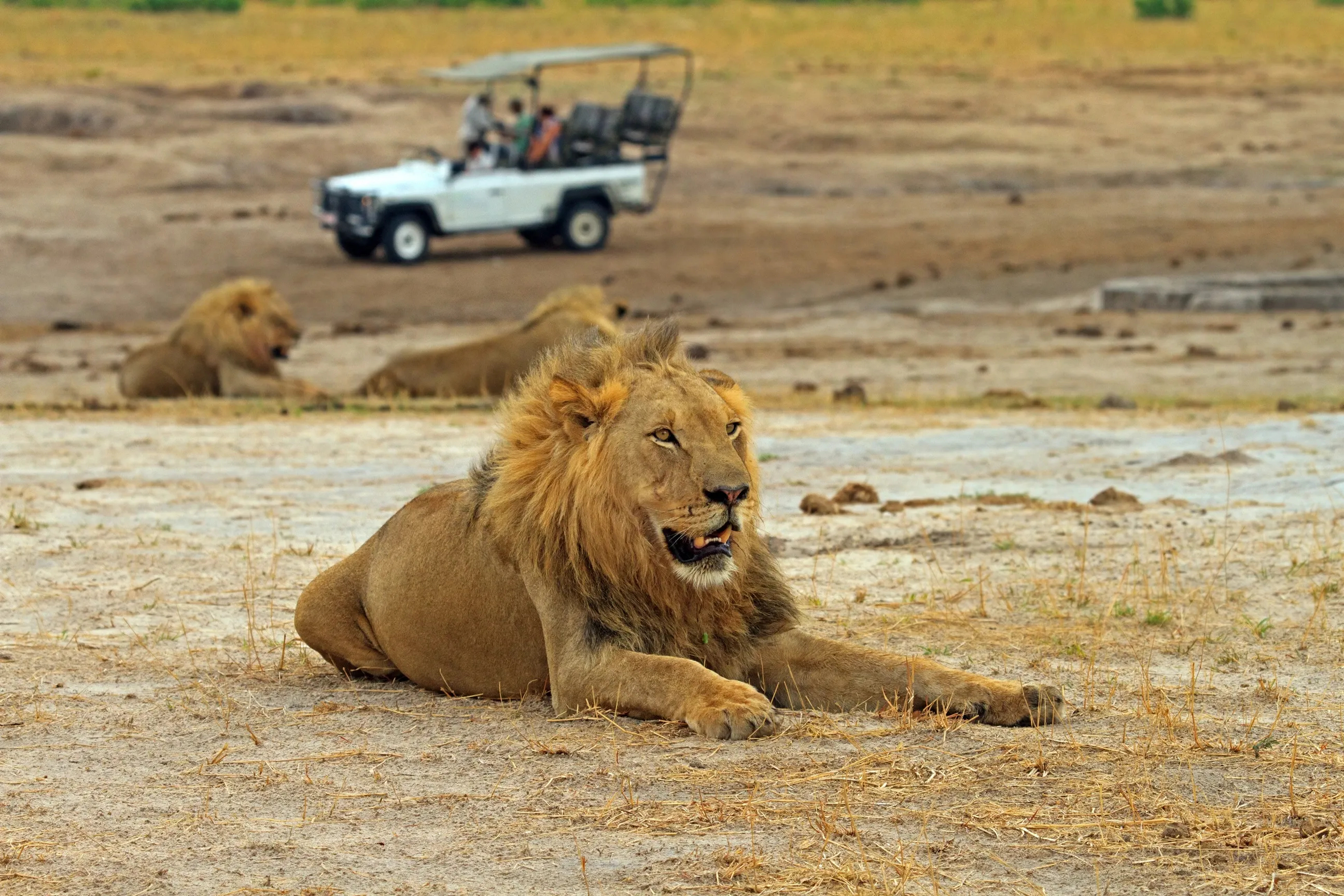 Lion sighting during game drive