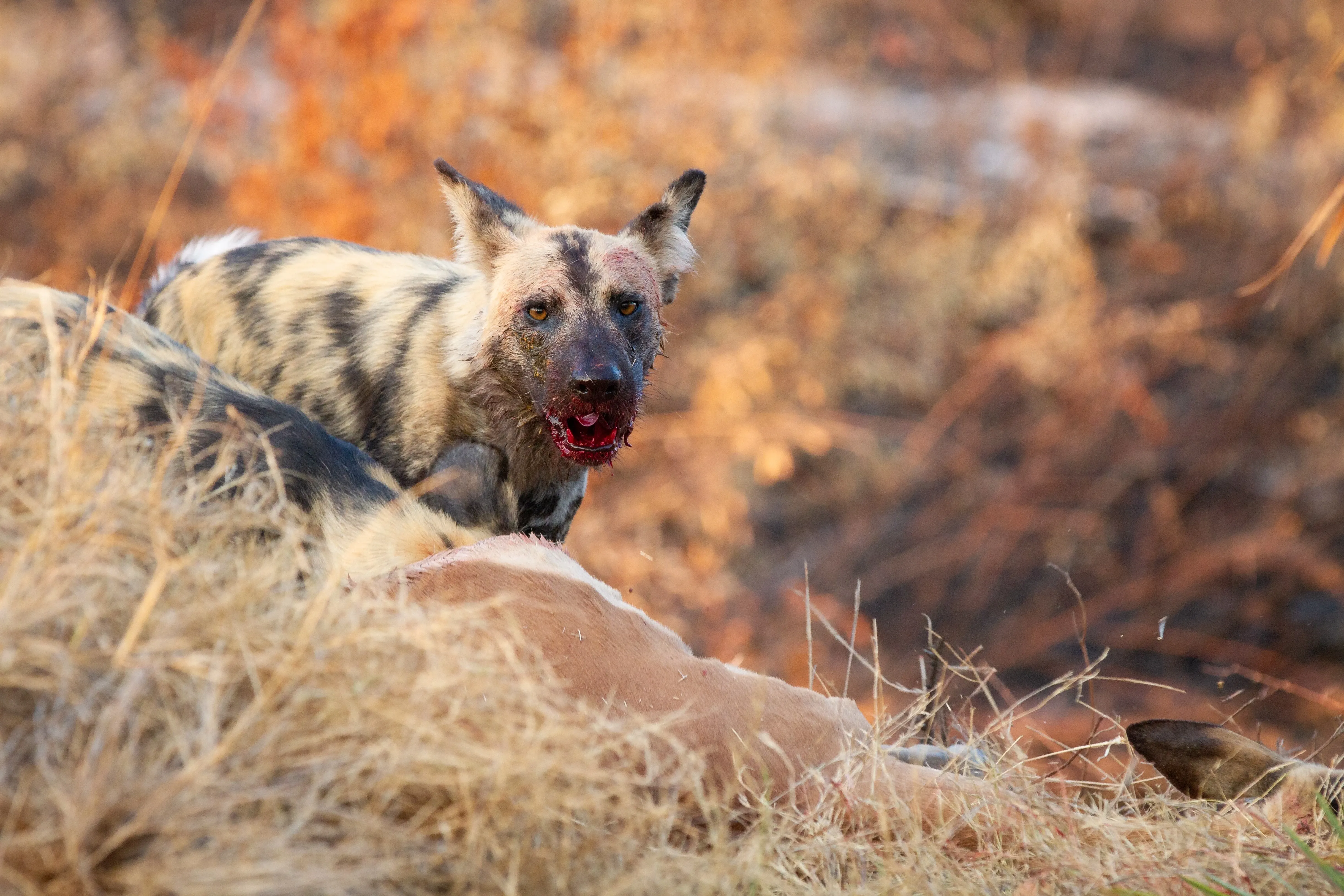 wild dogs with red mouth