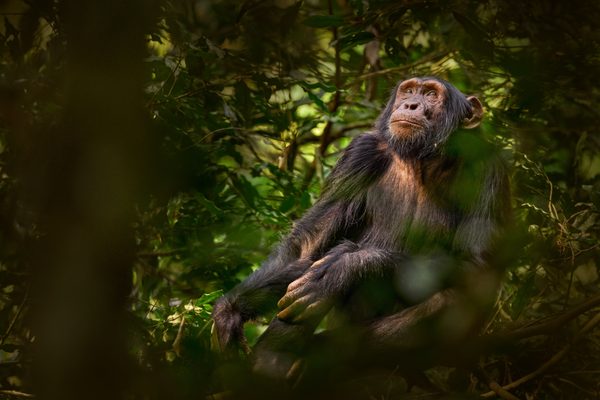 Chimpanzee