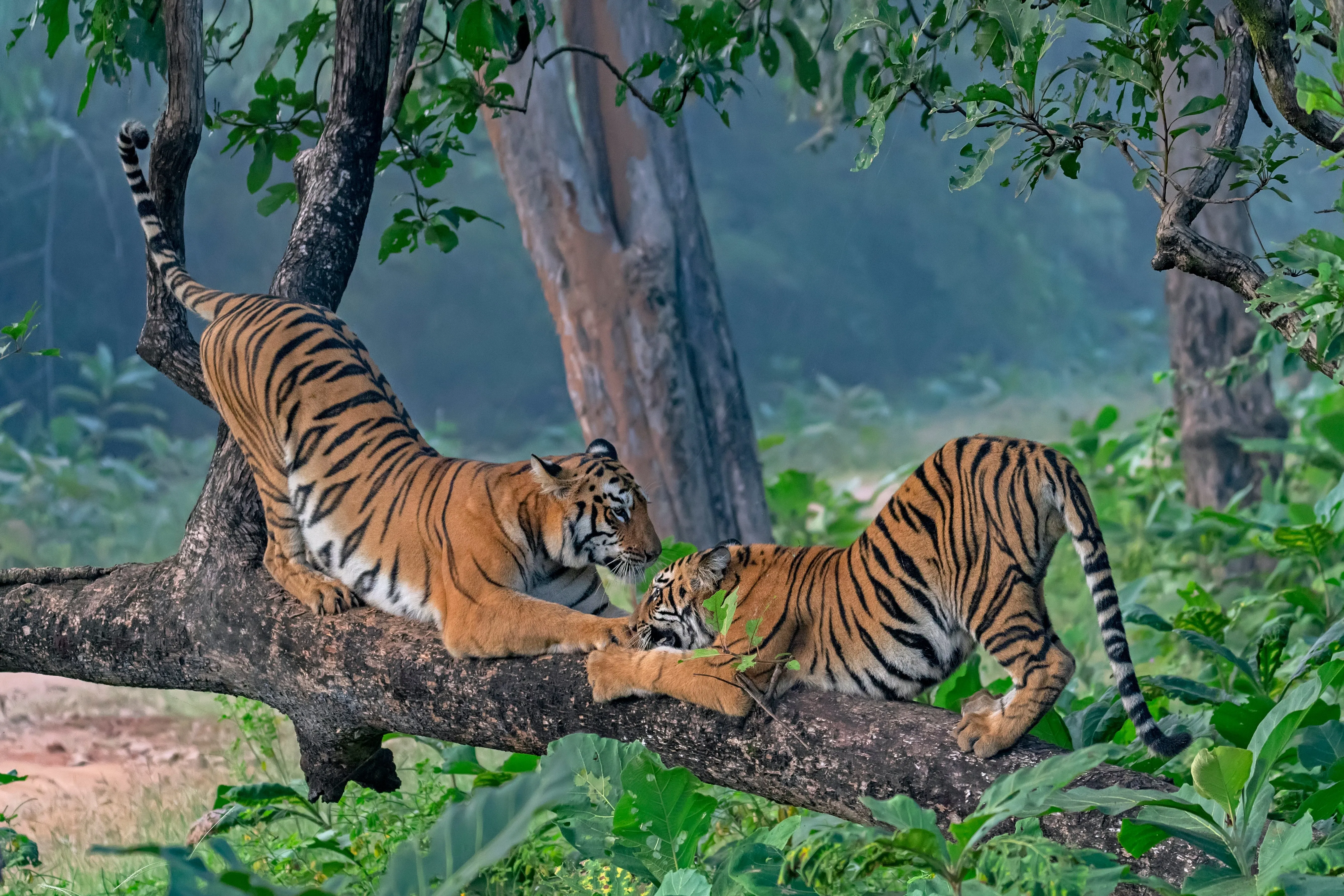 Tiger kämpfen