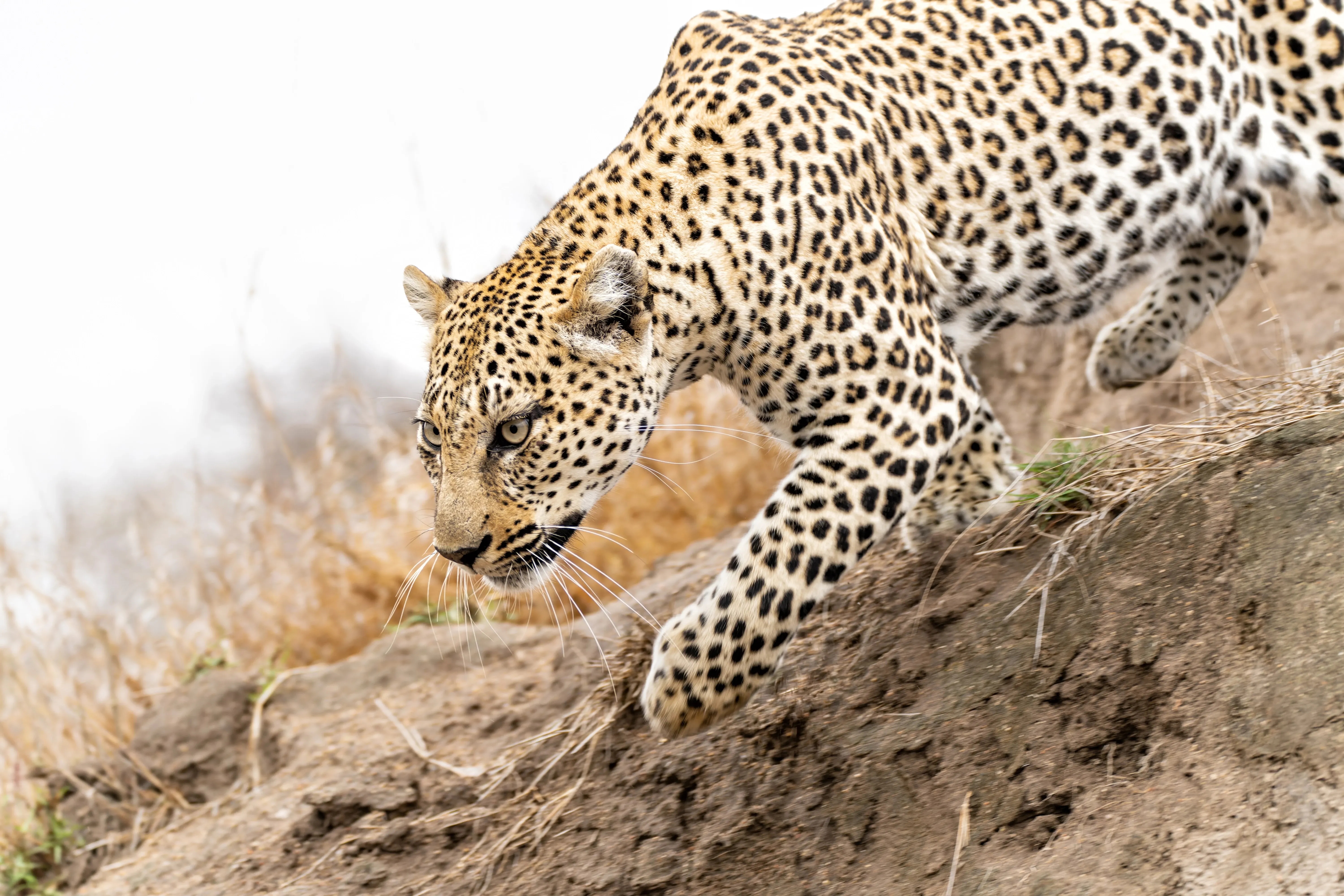 Leopard in greater kruger national park