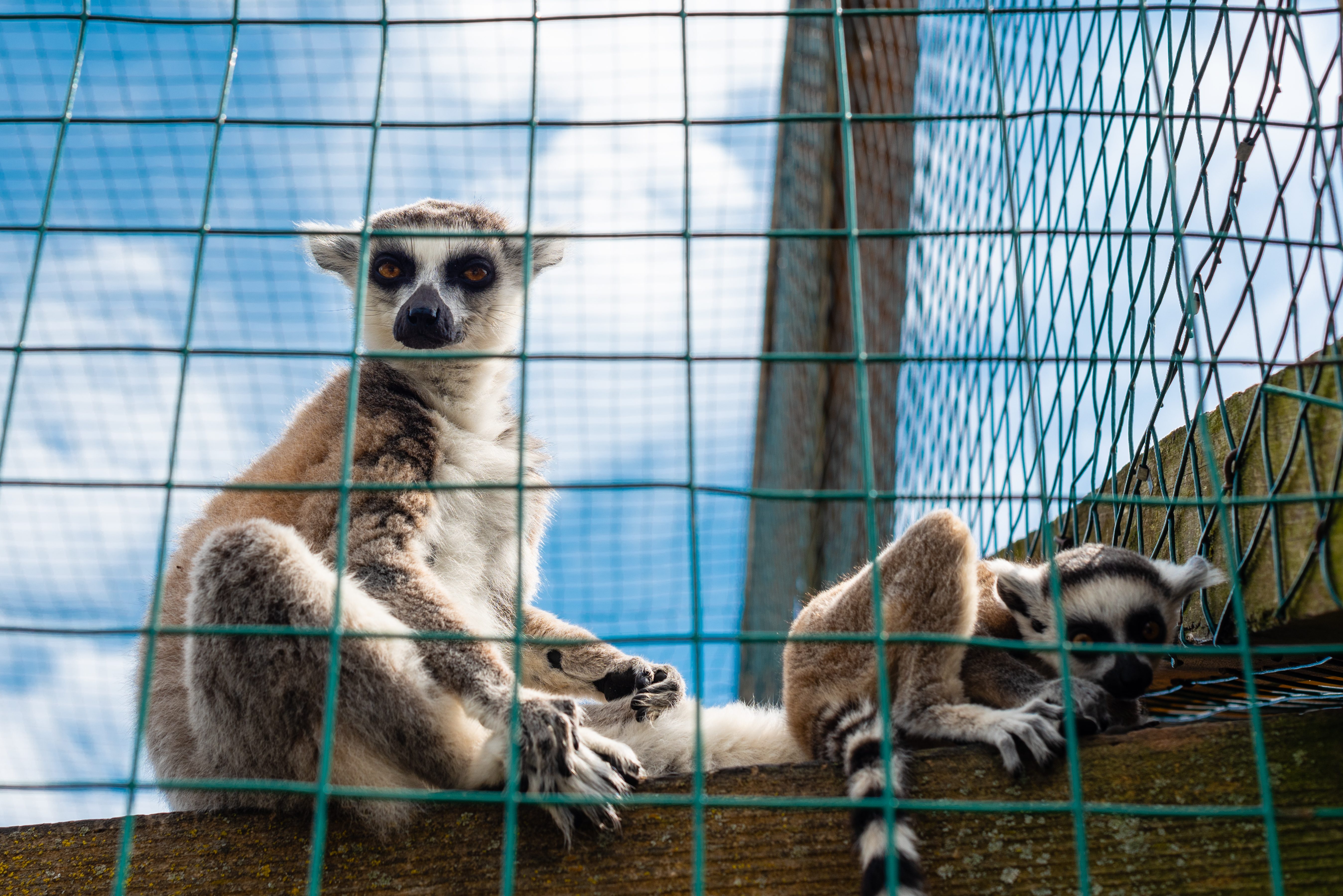 caged lemurs