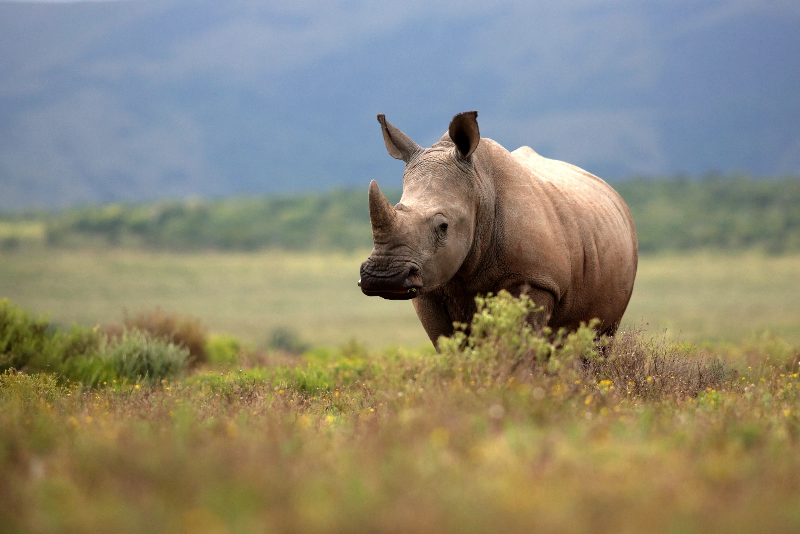 Black Rhino in African landscape