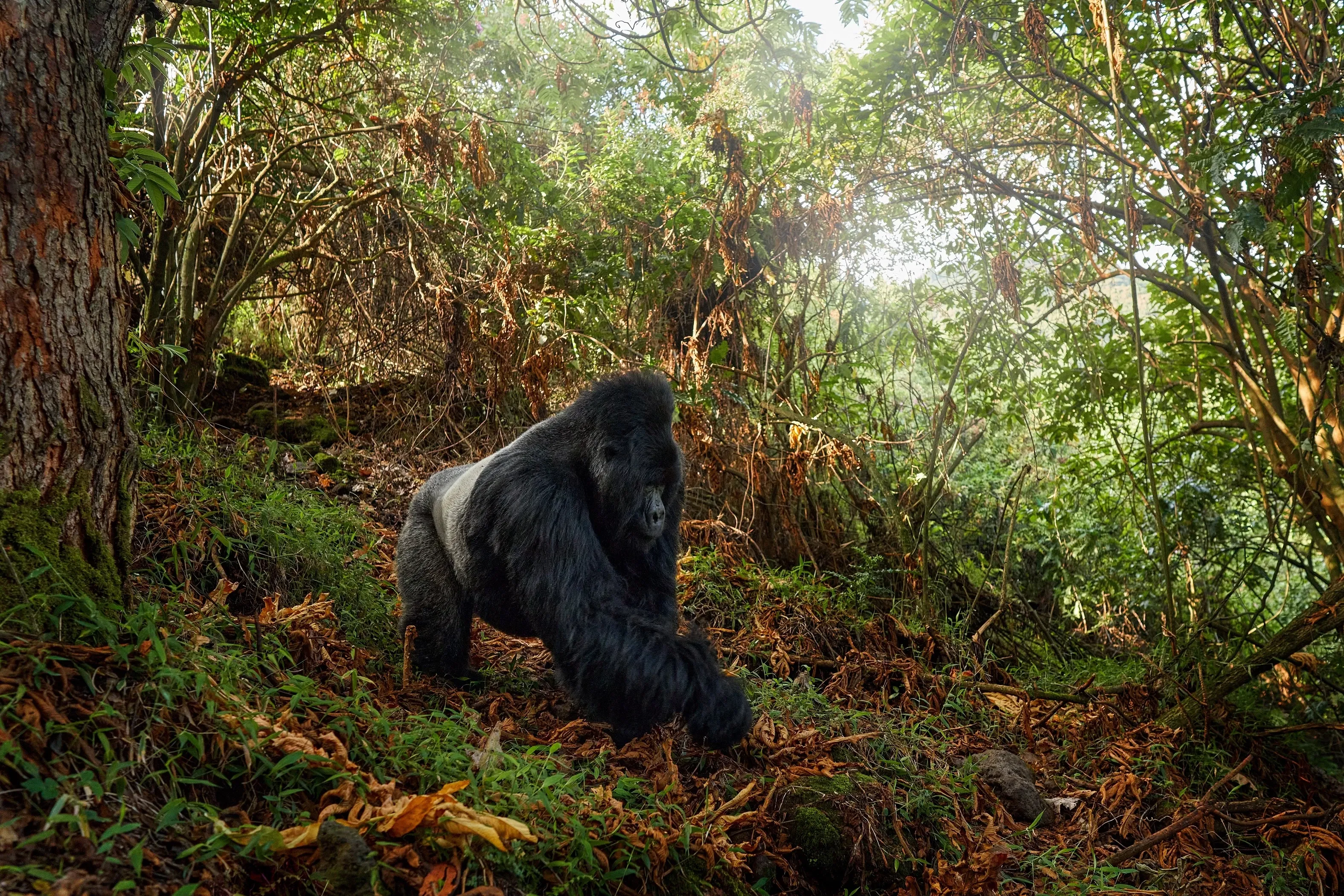 mountain gorilla uganda
