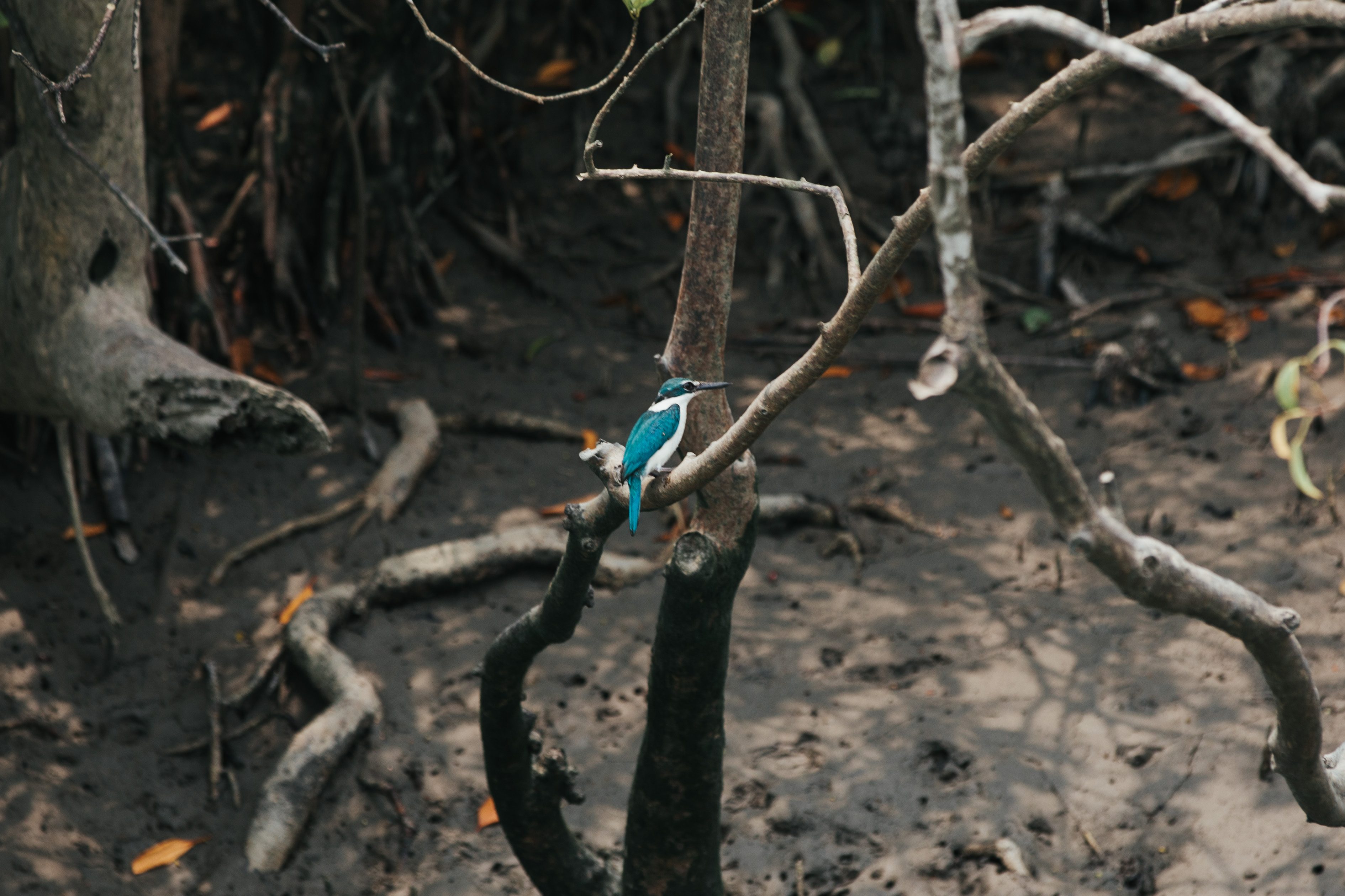 Bird sighting